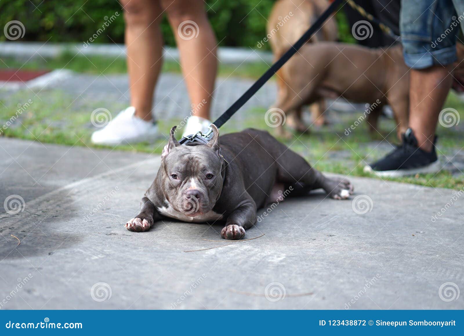 Grey Color Pitbull Dog With Cropped Ears Lying Down On The Floor
