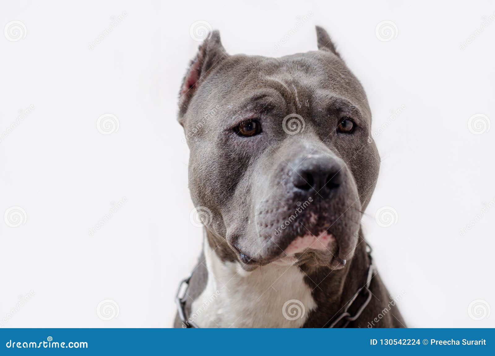 Pitbull dog