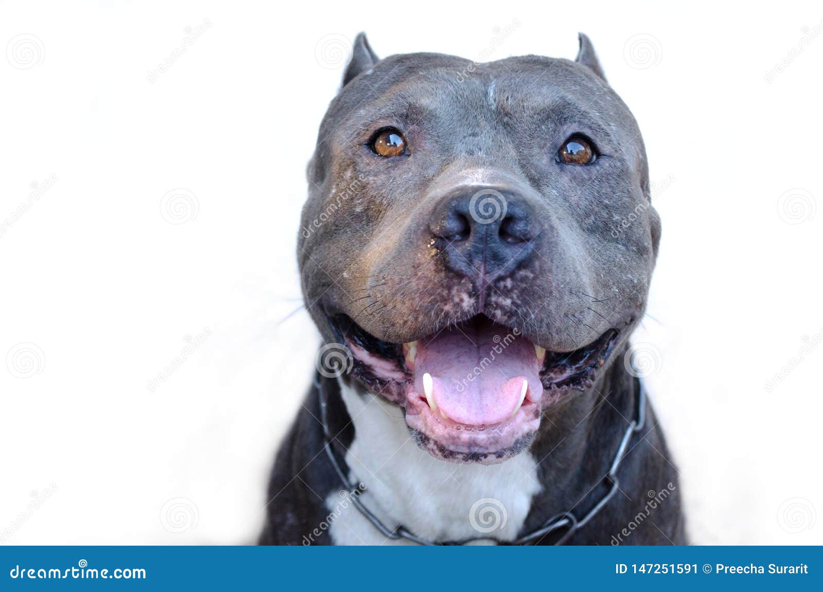  Pitbull  dog stock image Image of domestic people 