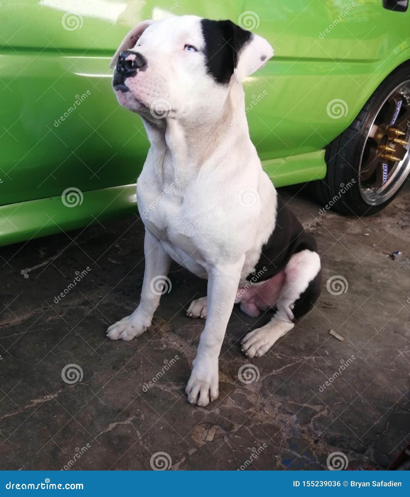 Car Freshie, Pit, Pitty, Pitbull, Bully, Dog, Freshie