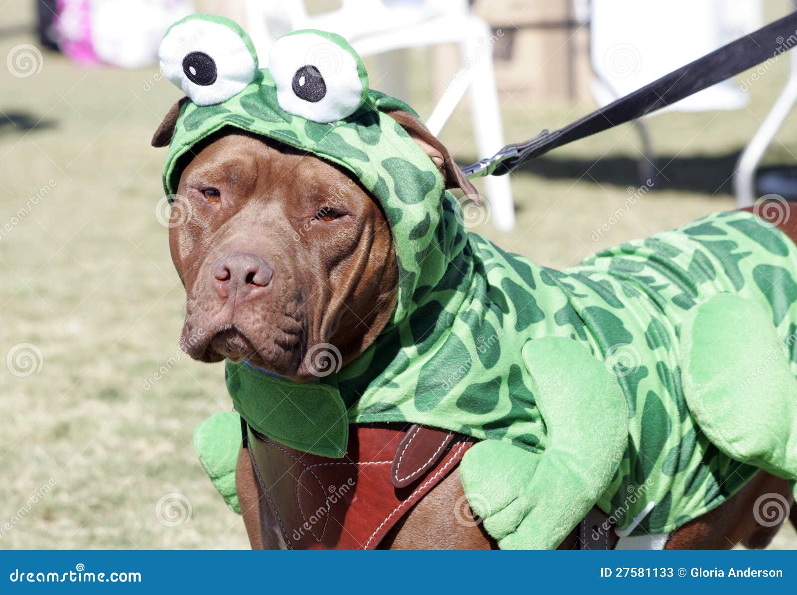 pitbull dressed as a frog