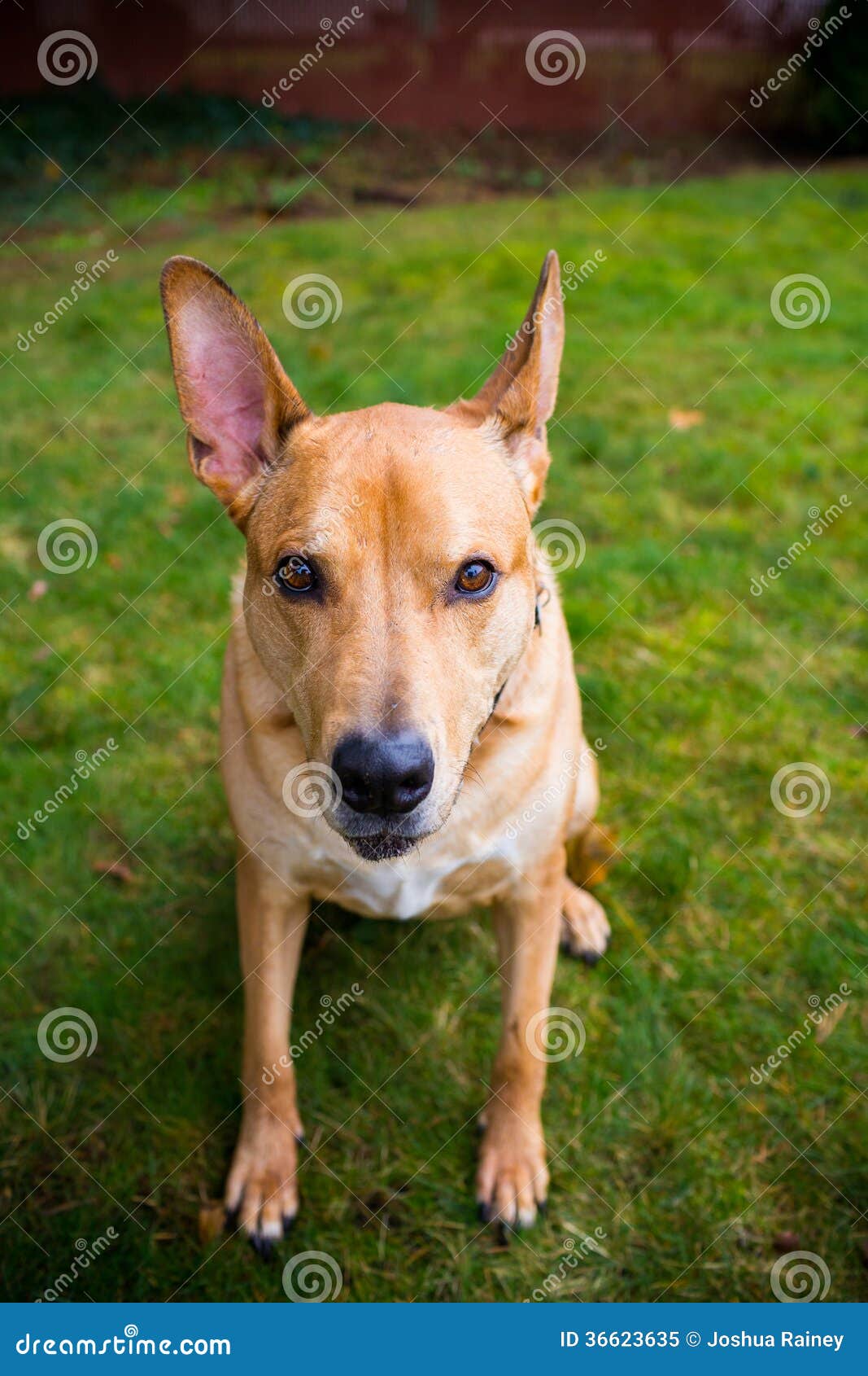 Pitbull Lab Mixed Breed Dog Stock Image Image of training, outdoors
