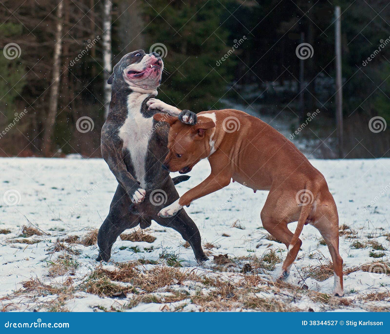 Pitbull Play Fighting With O.E. Bulldog Royalty Free Stock Photography
