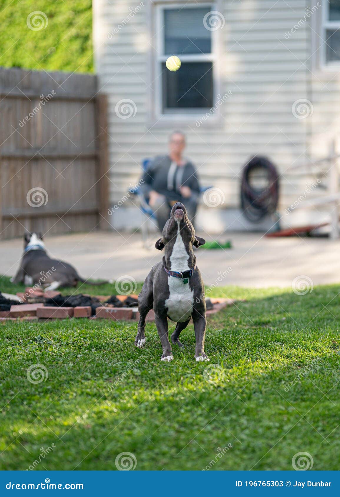 Pitbull Puppy Has Fun Playing Fetch with a Tennis Ball Stock Image ...