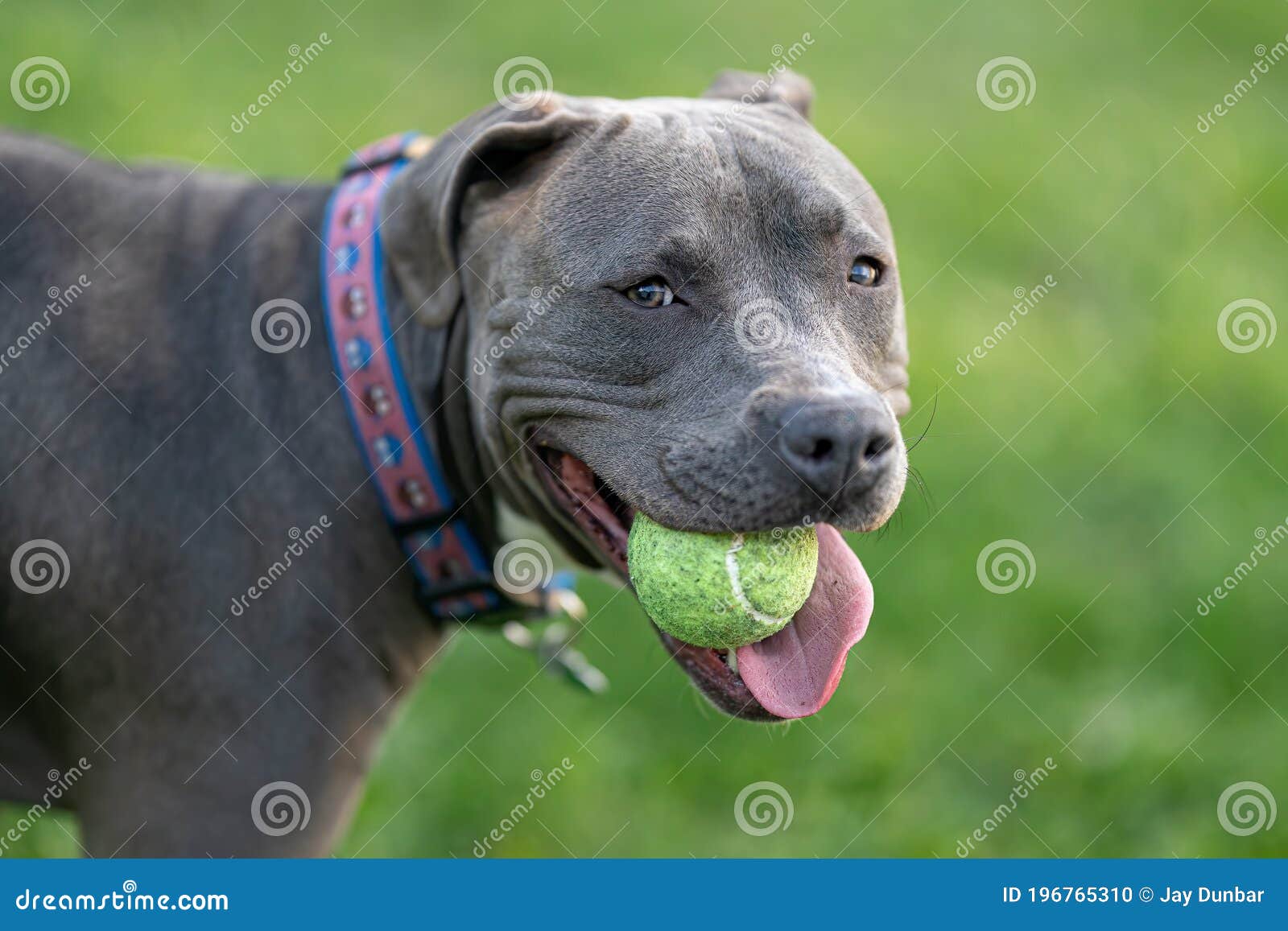 Pitbull Puppy Has Fun Playing Fetch with a Tennis Ball Stock Photo ...