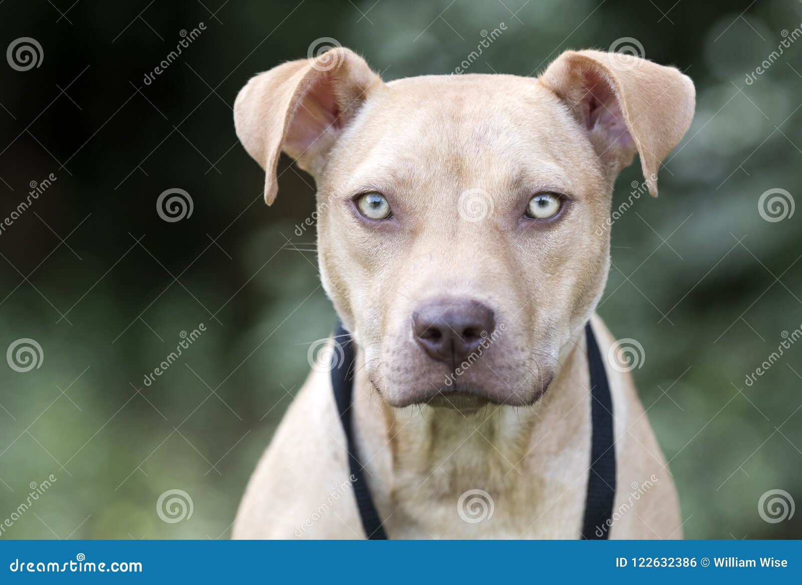 female pitbull puppies