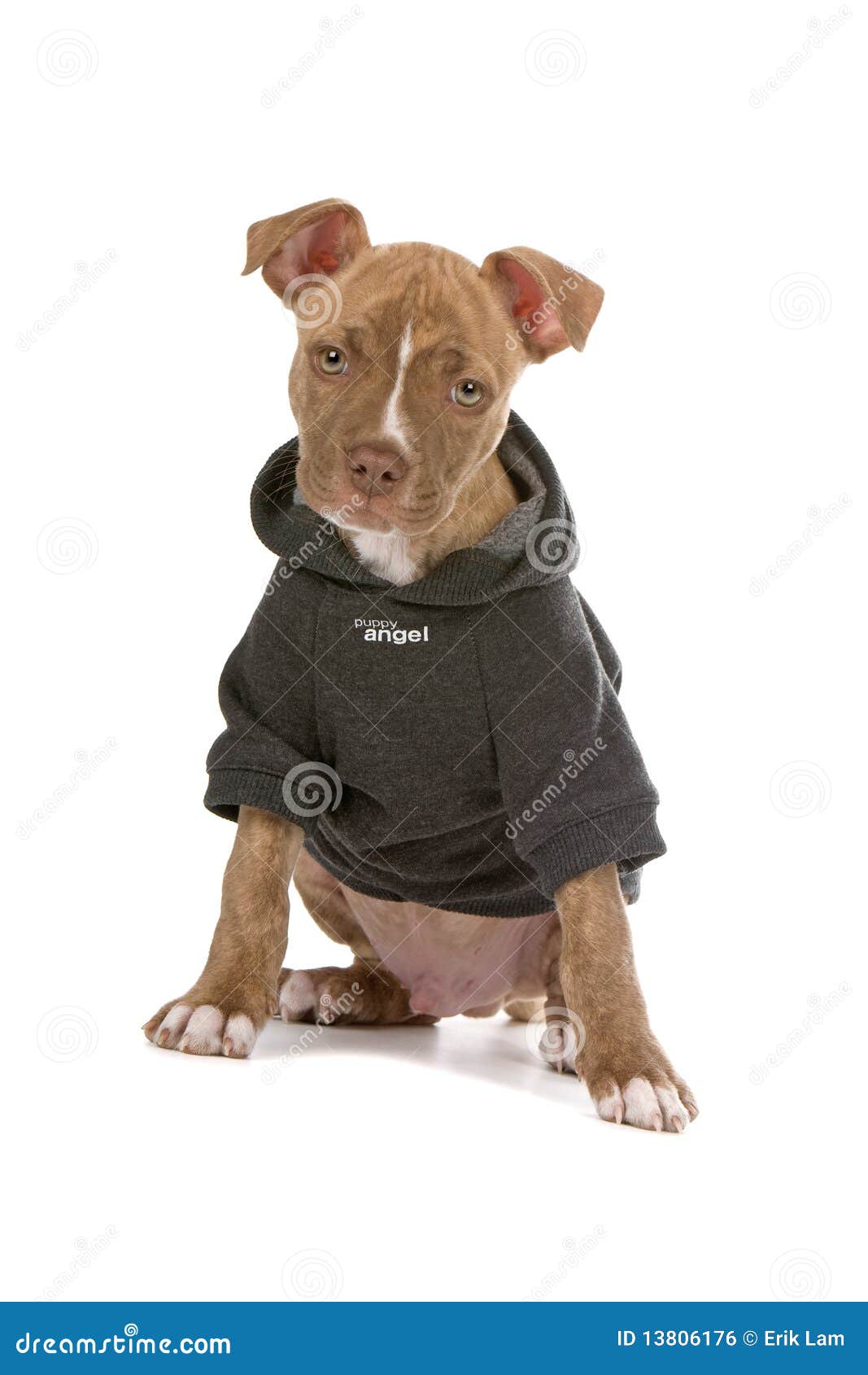 Pitbull Puppy Dog in Jacket Stock Photo - Image of pitbull, looks: 13806176