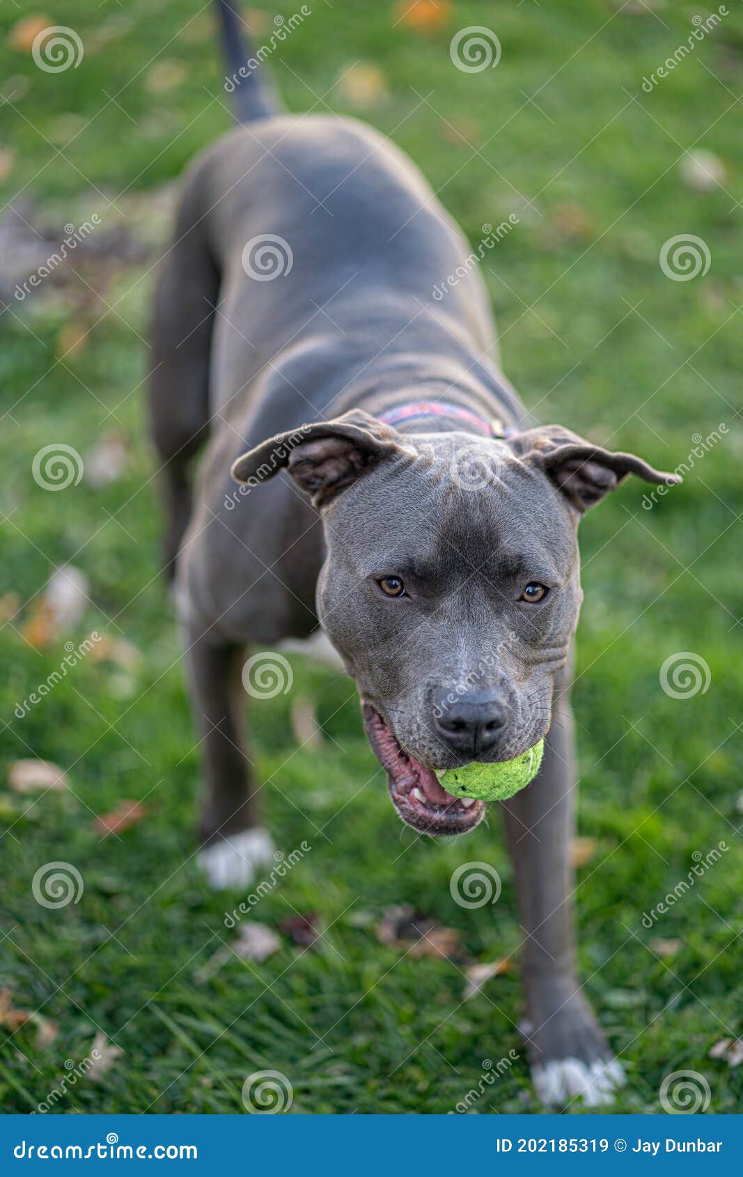 Pitbull Puppy is Playing with Her Ball Outside on a Sunny Day Stock ...