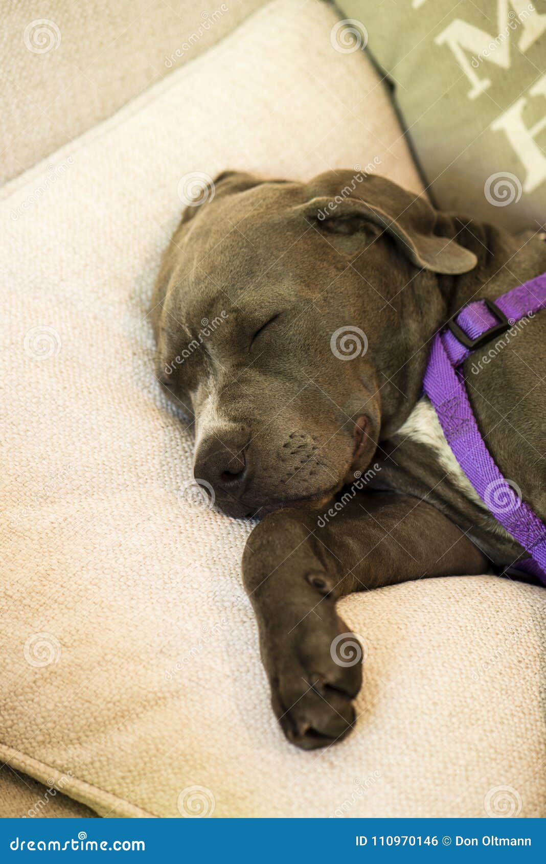 Pitbull Puppy Sleeping on Pillow Stock Photo Image of puppy, animal