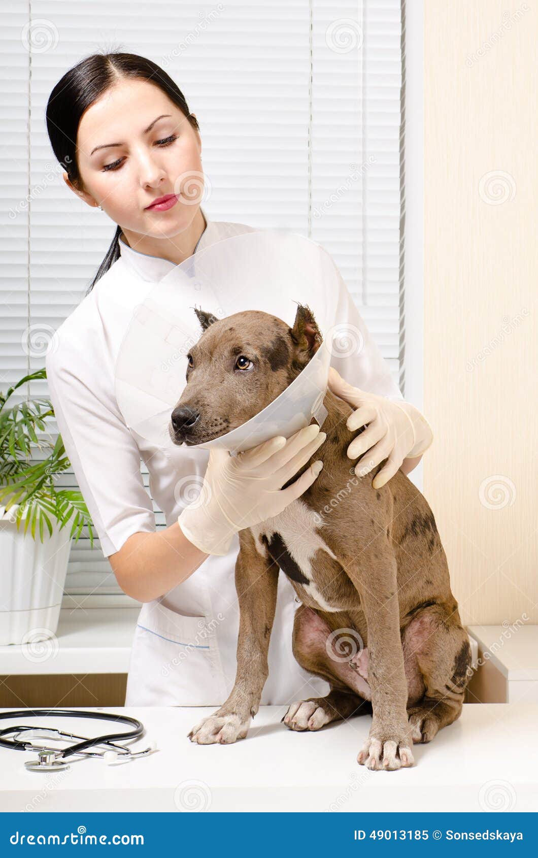 Pitbull puppy at the vet stock image. Image of collar 49013185