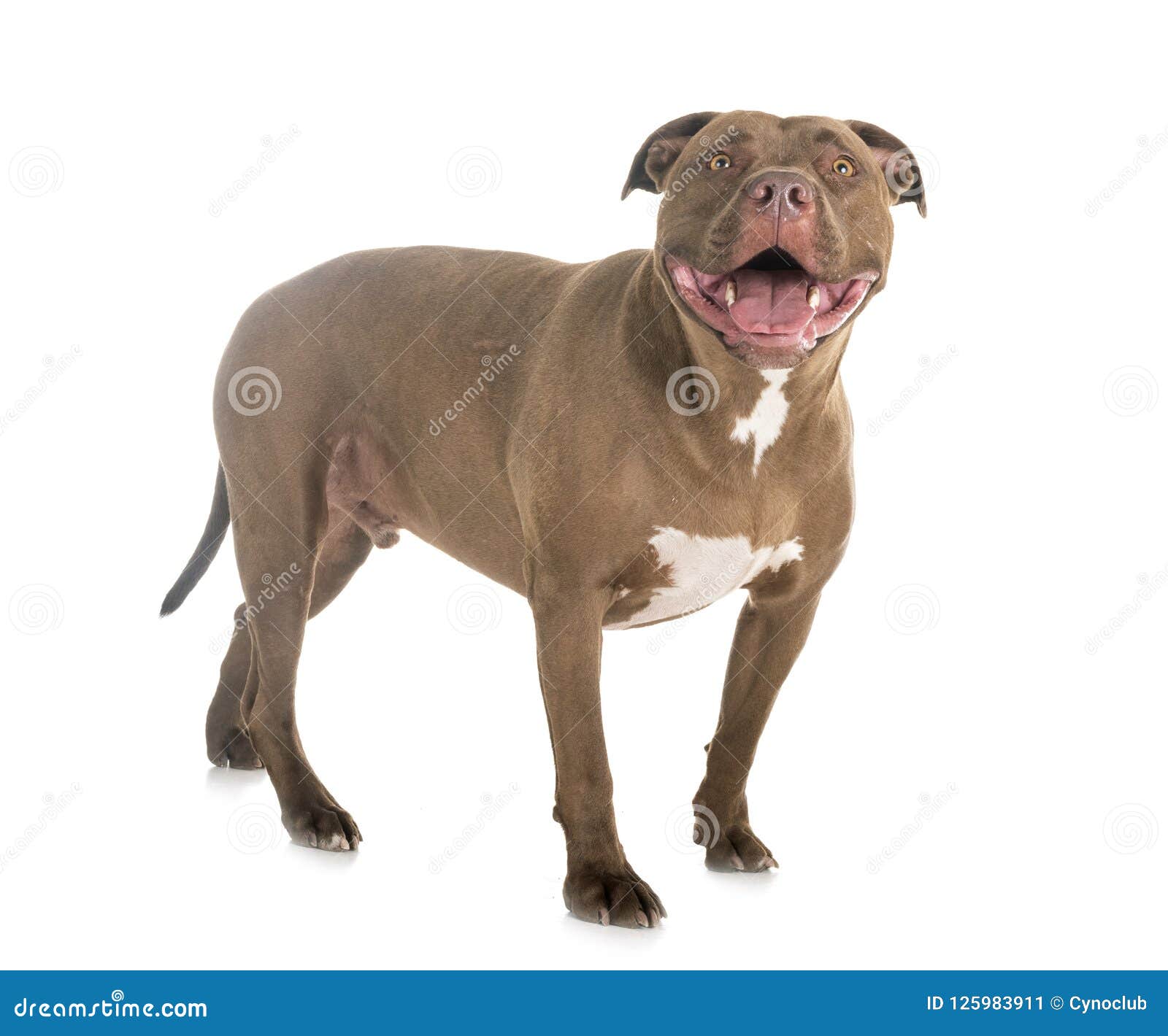 https www dreamstime com pitbull red nose front white background american pitbull studio image125983911