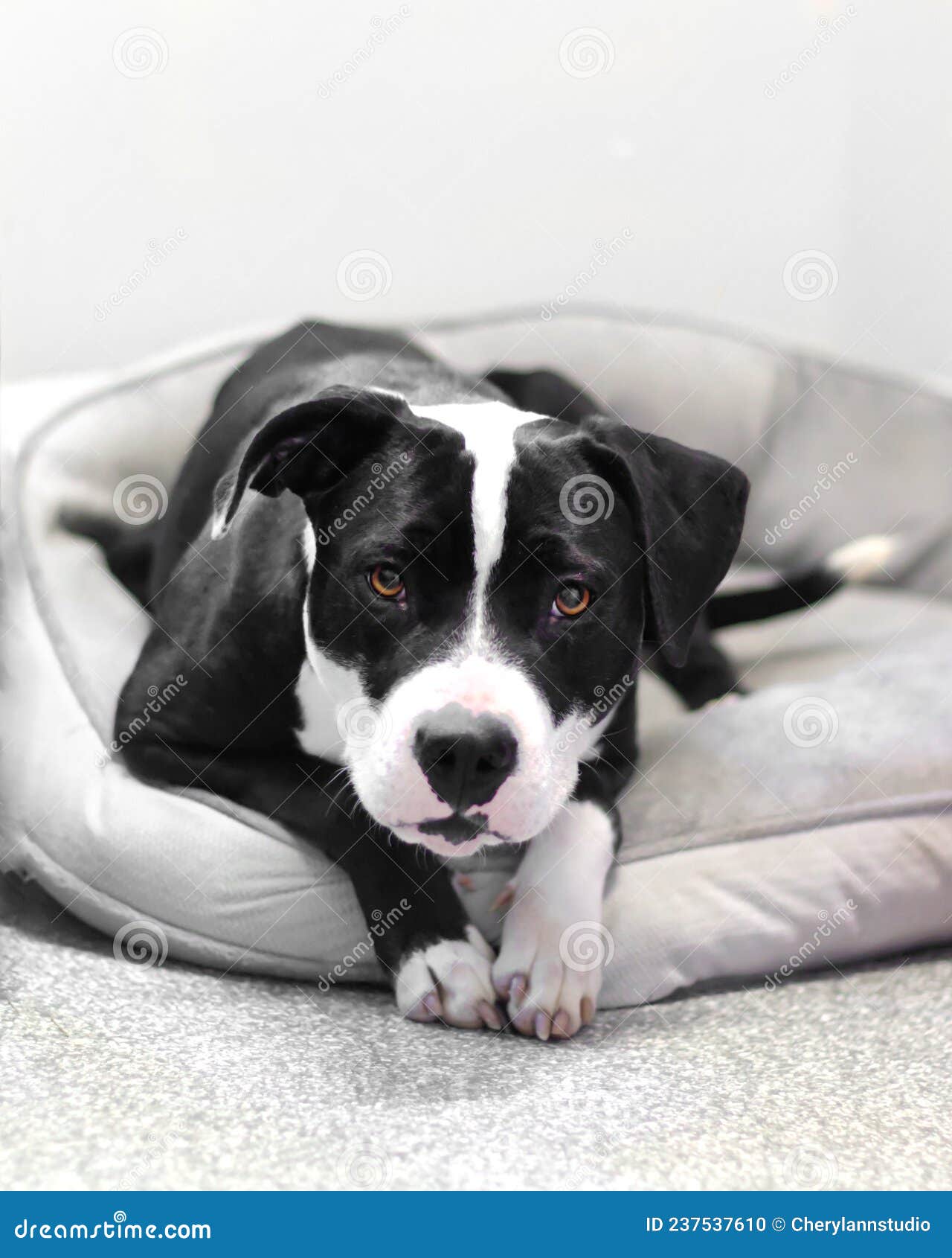 Pitbull Sul Letto Del Cane Che Guarda La Telecamera Fotografia Stock -  Immagine di cane, razza: 237537610