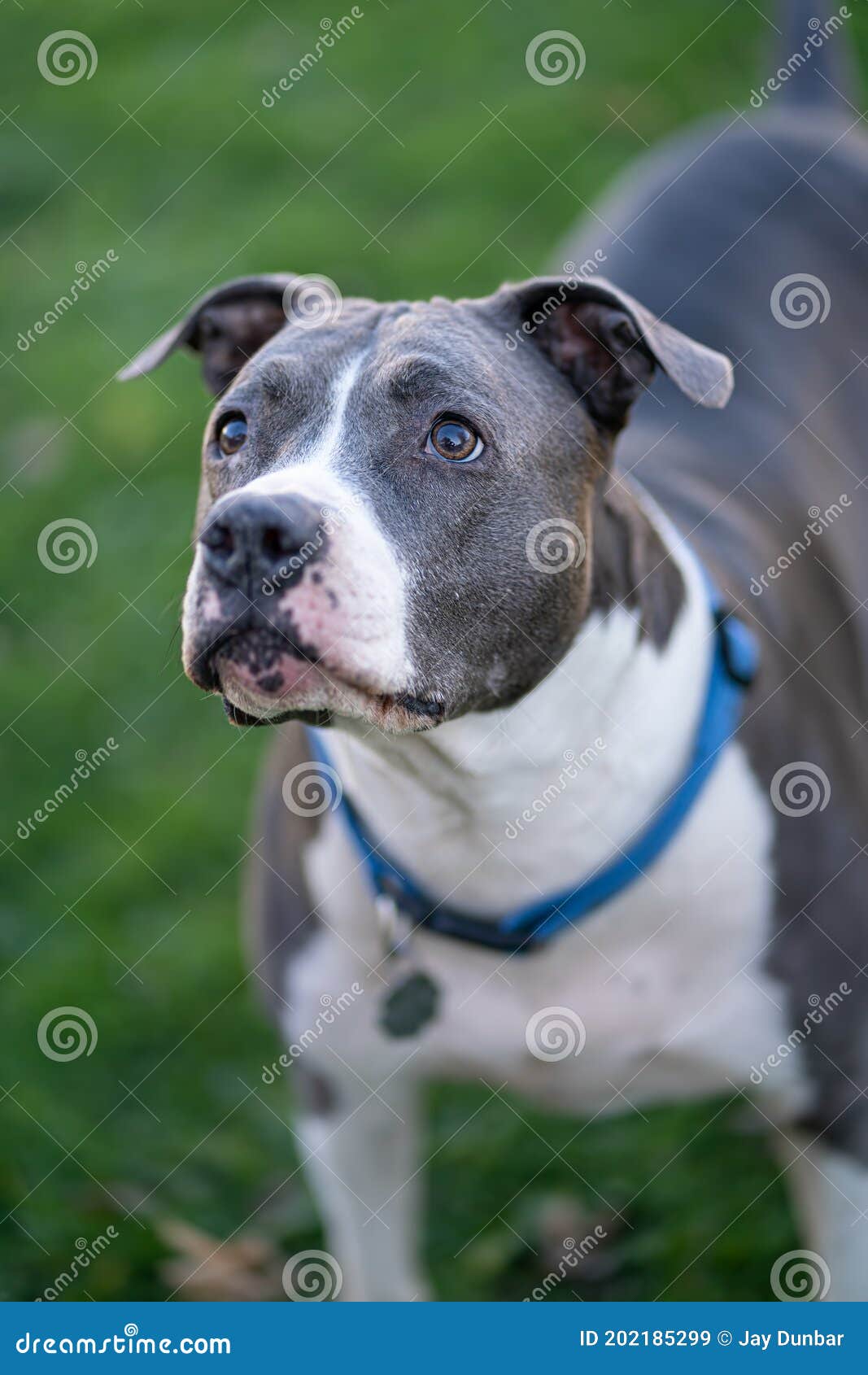 Pitbull Te Está Viendo Llevar Un Regalo En Un Retrato De Clausura Imagen de  archivo - Imagen de gris, mascota: 202185299