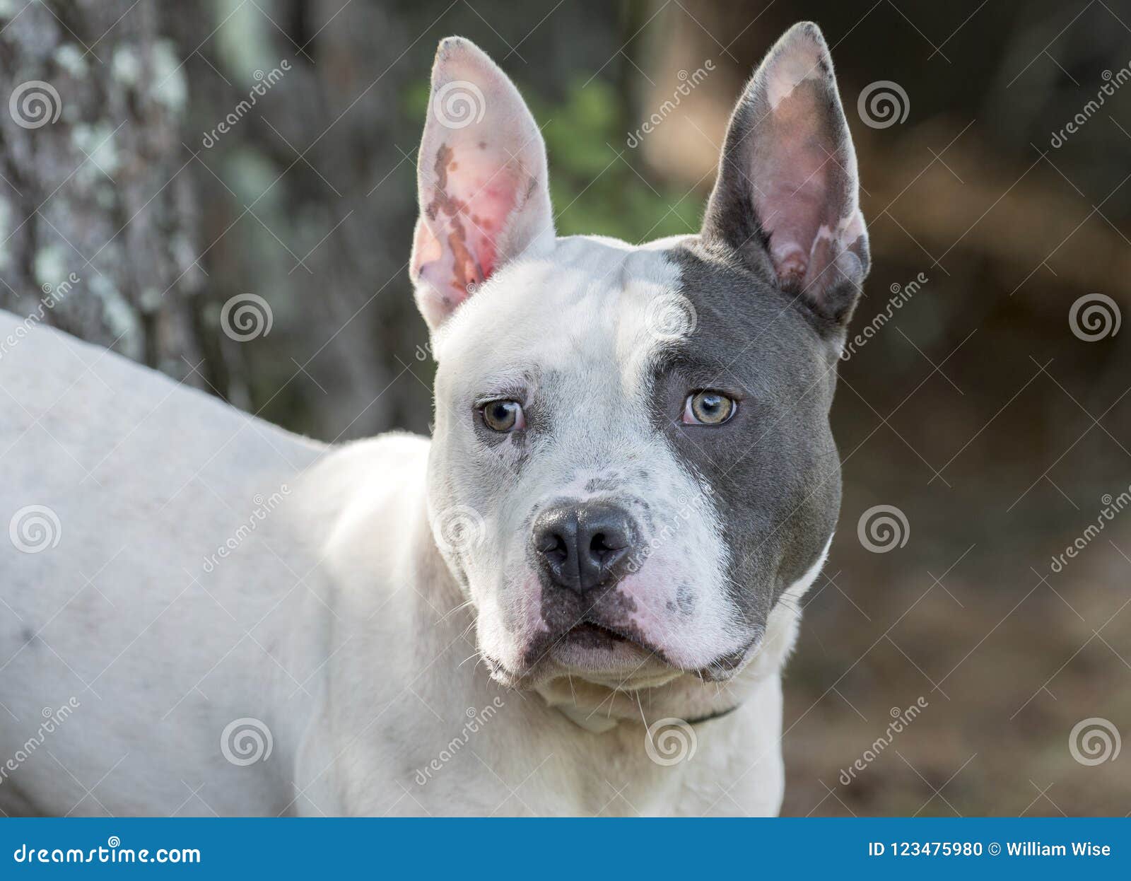 bull terrier x french bulldog