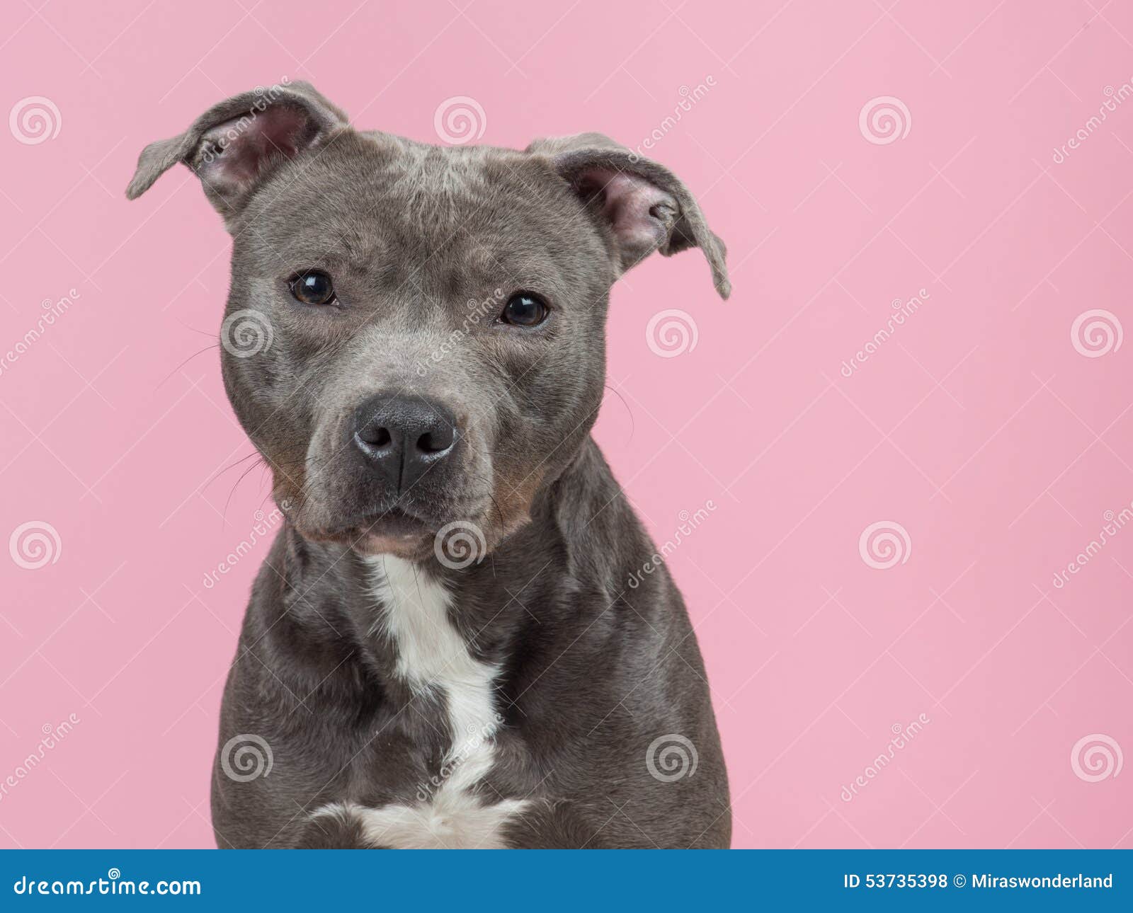 Pitbull terrier in pink stock photo. Image of portrait 53735398