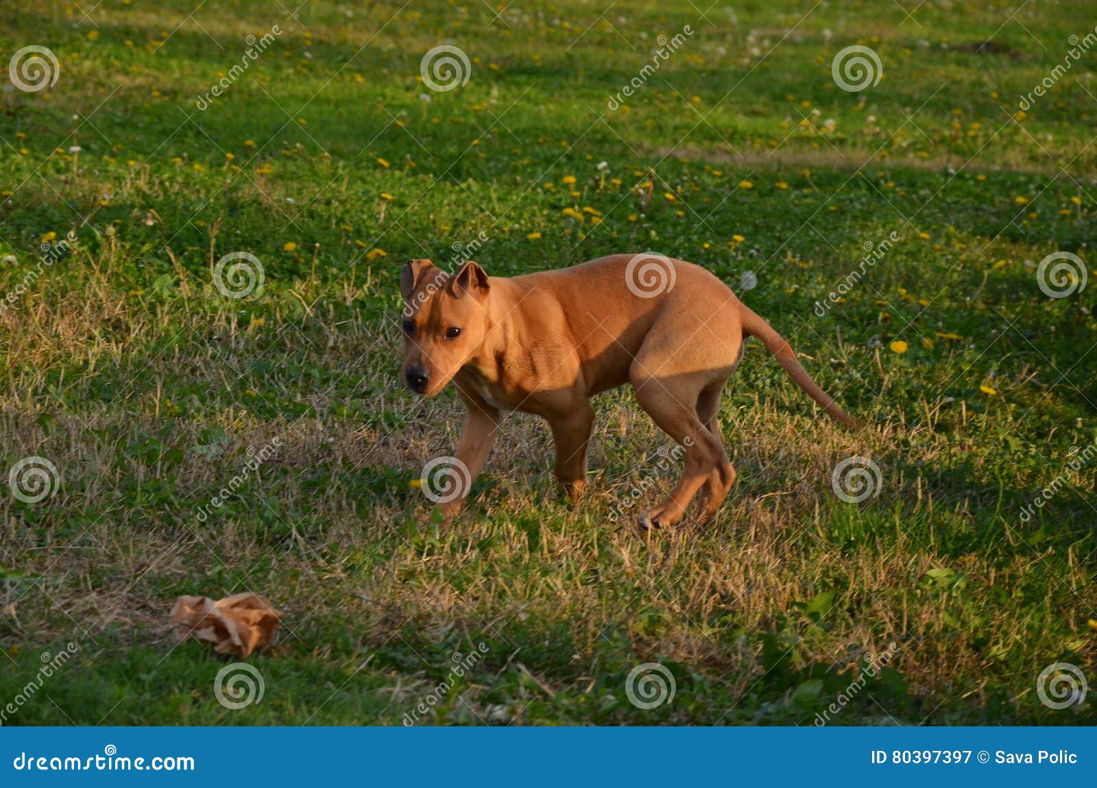 Pitbull stock image. Image of reflection, parked, riverside 80397397