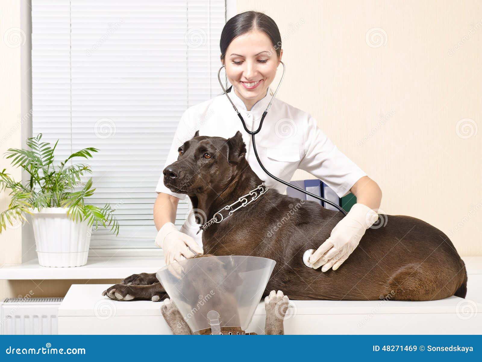 Pitbulls at the vet stock image. Image of domestic, adorable 48271469