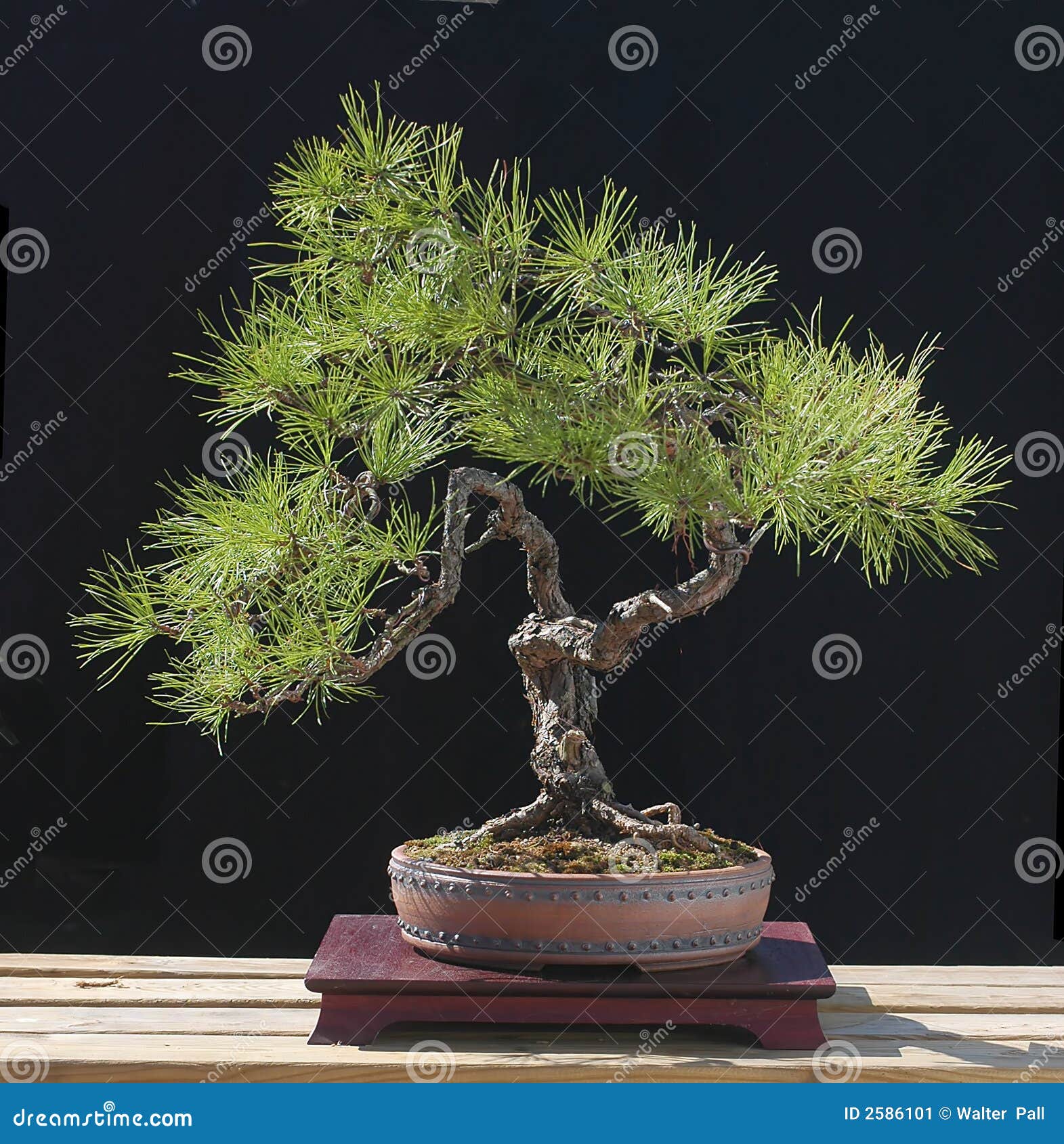 Pitch Pine As Bonsai Picture. Image 2586101