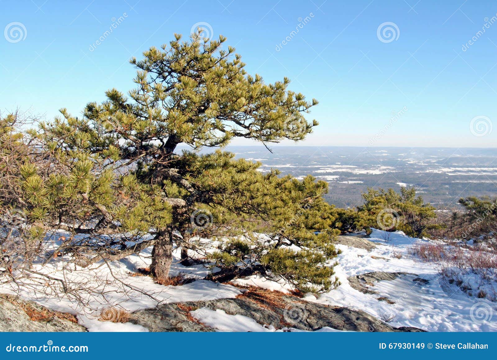 Pitch Pine [pinus rigida] stock image. Image of rigida 67930149