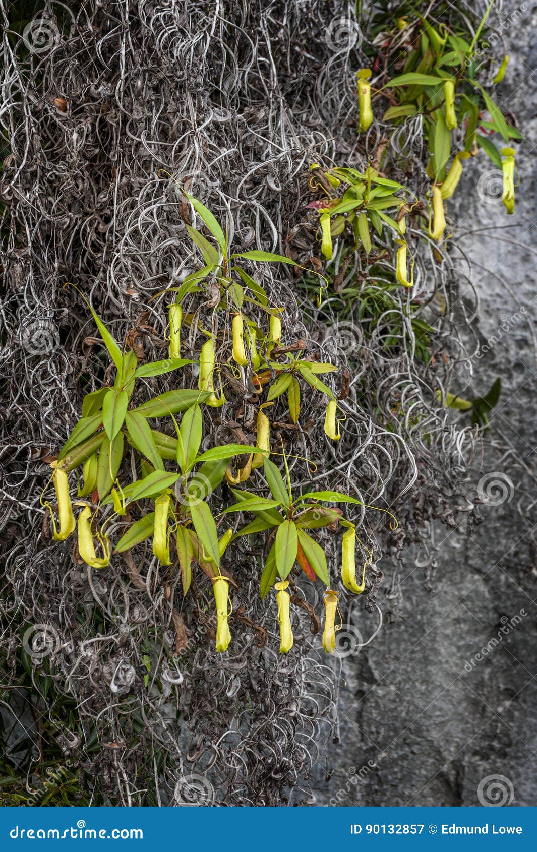 pitfall trap plants pitfall trap plants