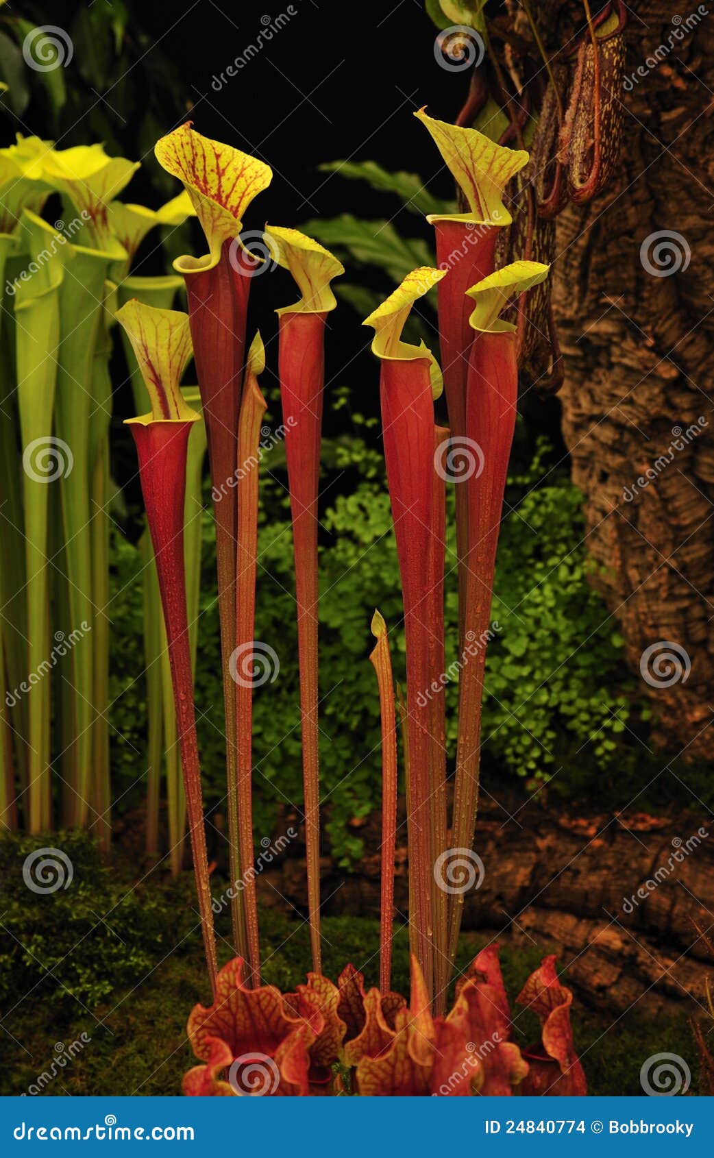 pitcher plant (sarracenia hybrid johnny marr))