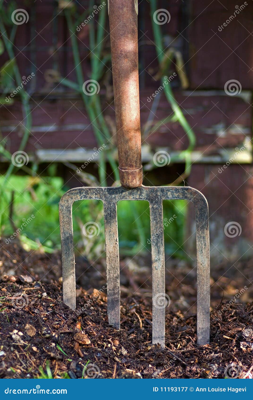 Pitchfork stock image. Image of crop, growing, plantation - 11193177