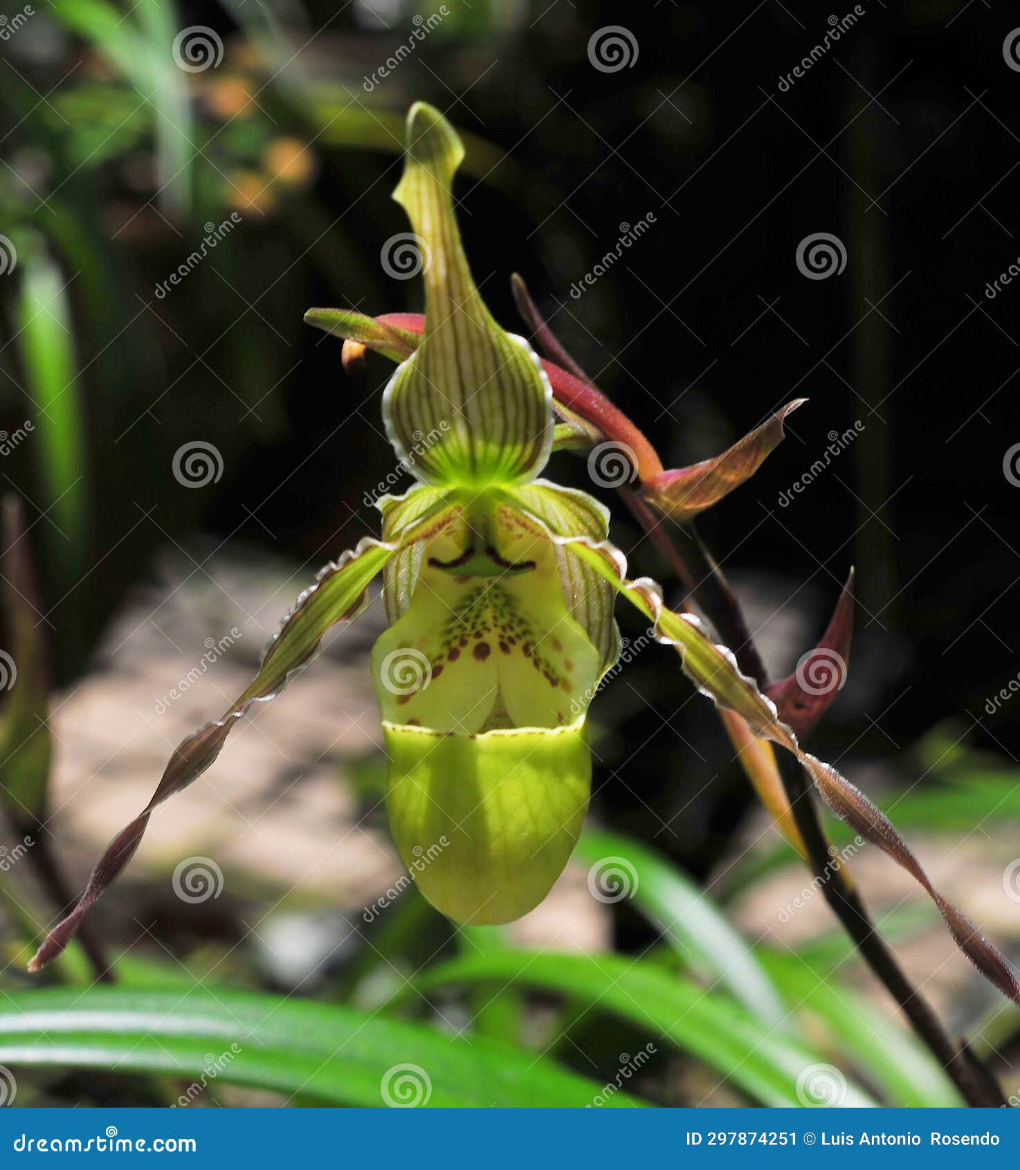 Carnivorous Plants in the Amazon Rainforest Stock Image - Image of lily