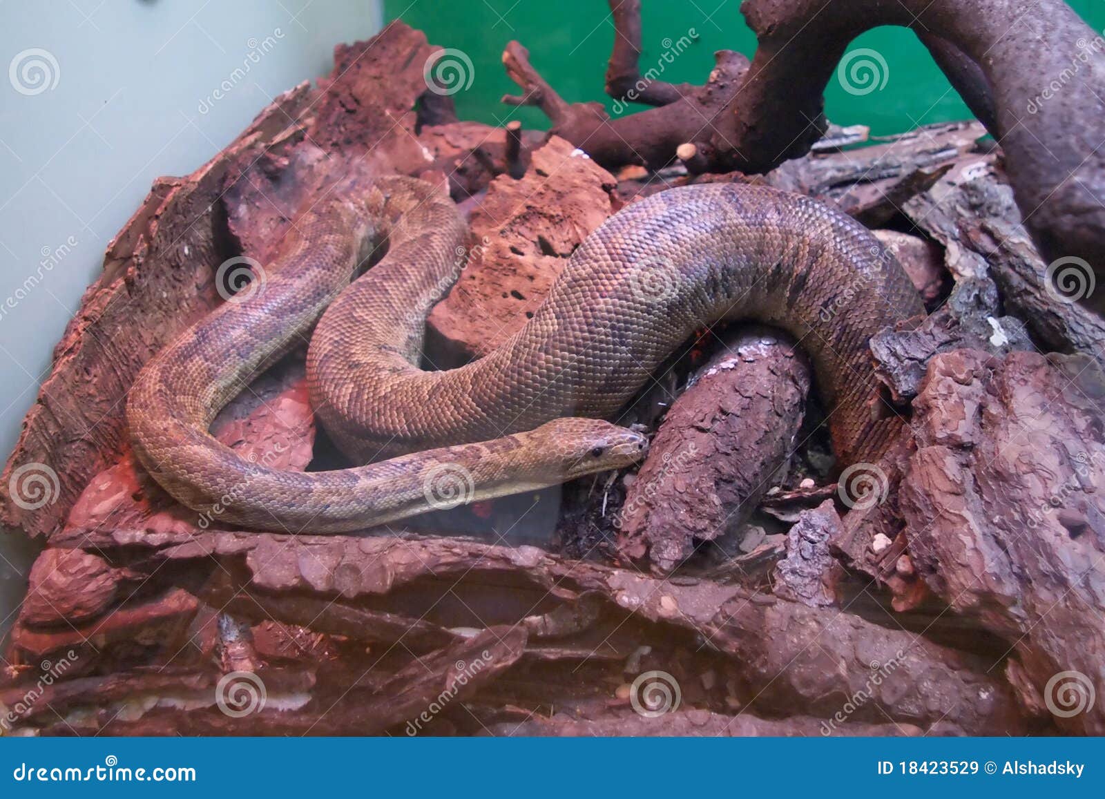 Pitone immagine stock. Immagine di coda, marrone, nave 18423529