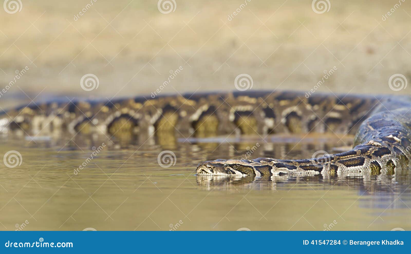 Pitone Asiatico in Fiume Nel Nepal Fotografia Stock Immagine di