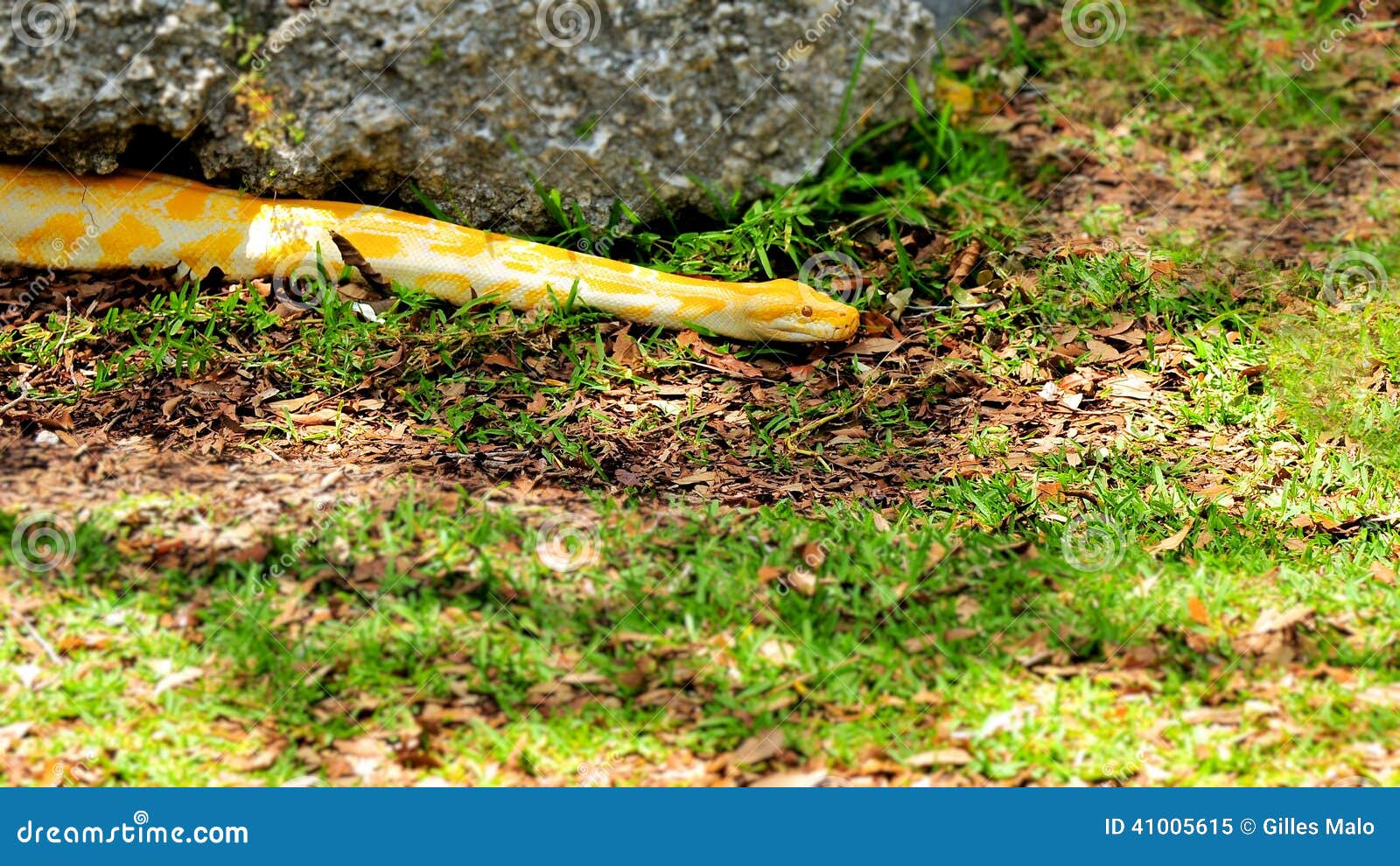 Pitone Birmano (bivittatus Del Pitone) Immagine Stock Immagine di