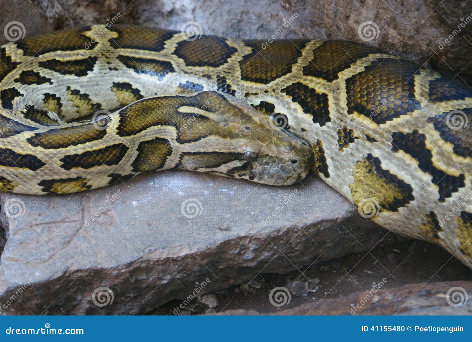 Pitone Di Roccia Birmano Molurus Del Pitone Fotografia Stock