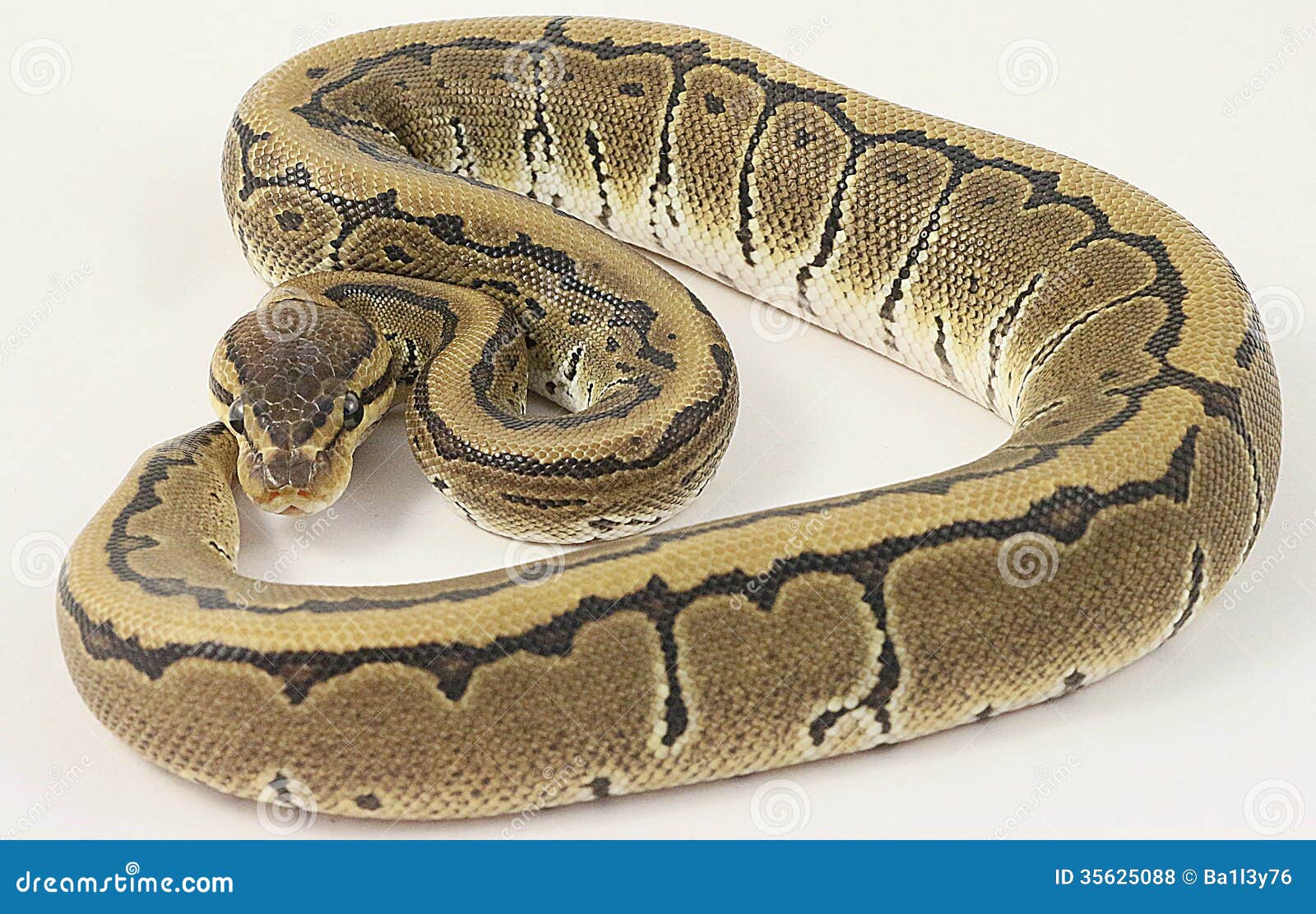 Pitone reale del gessato fotografia stock. Immagine di reale 35625088