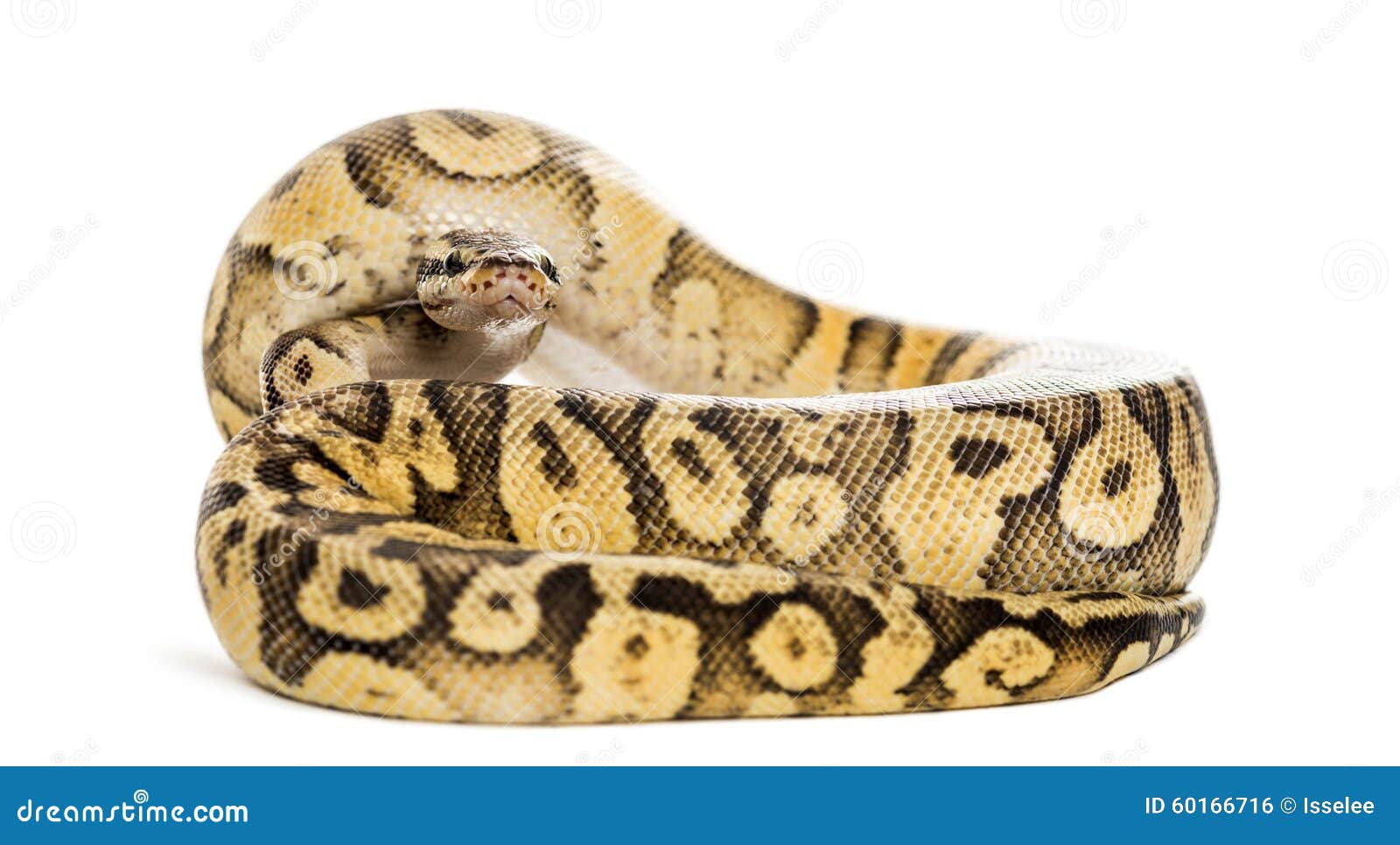 Pitone Reale, Pitone Regio, Rotolato Fotografia Stock Immagine di