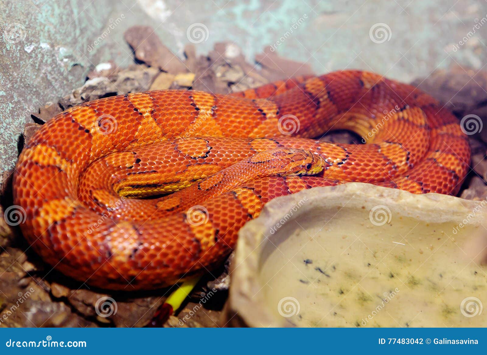 Pitone rosso fotografia stock. Immagine di malaysia, scala 77483042