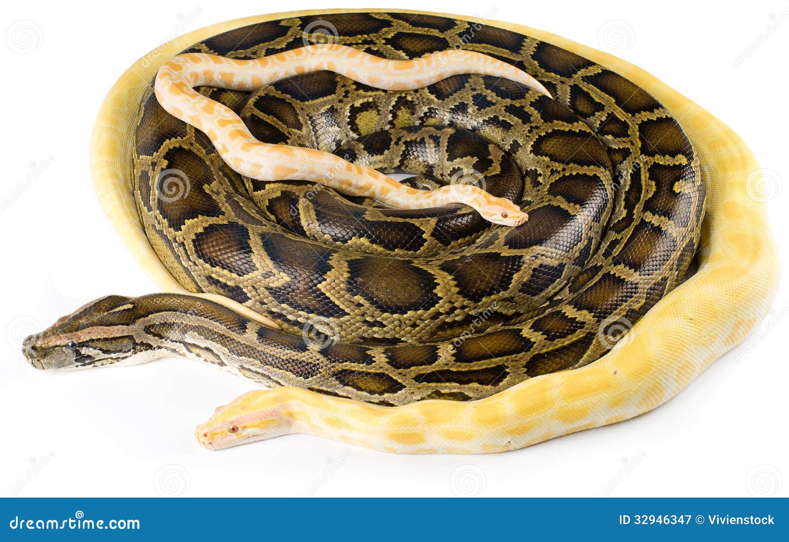 Pitones reales imagen de archivo. Imagen de vivir, venenoso 32946347