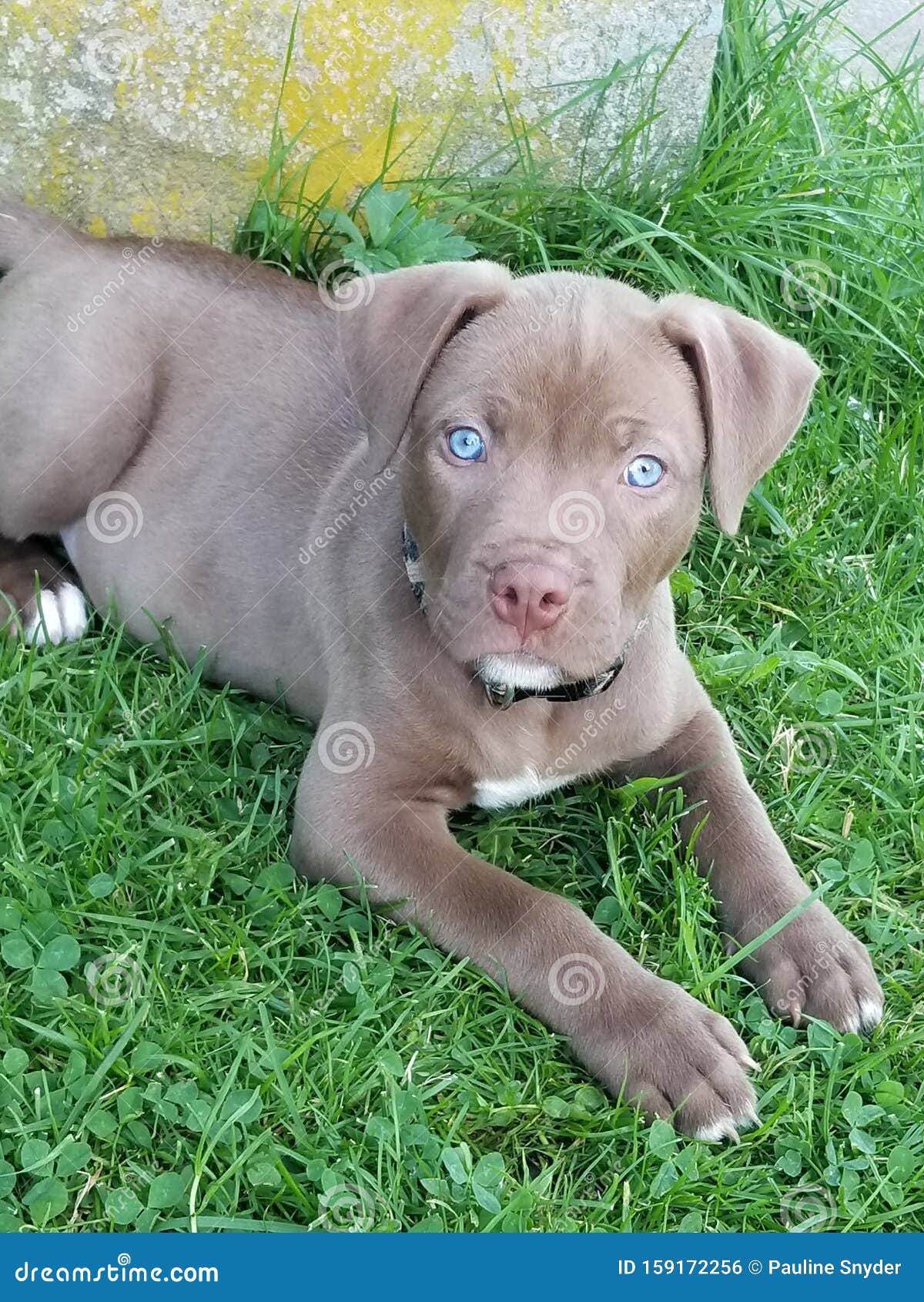 Pitsky Puppies For Sale 35