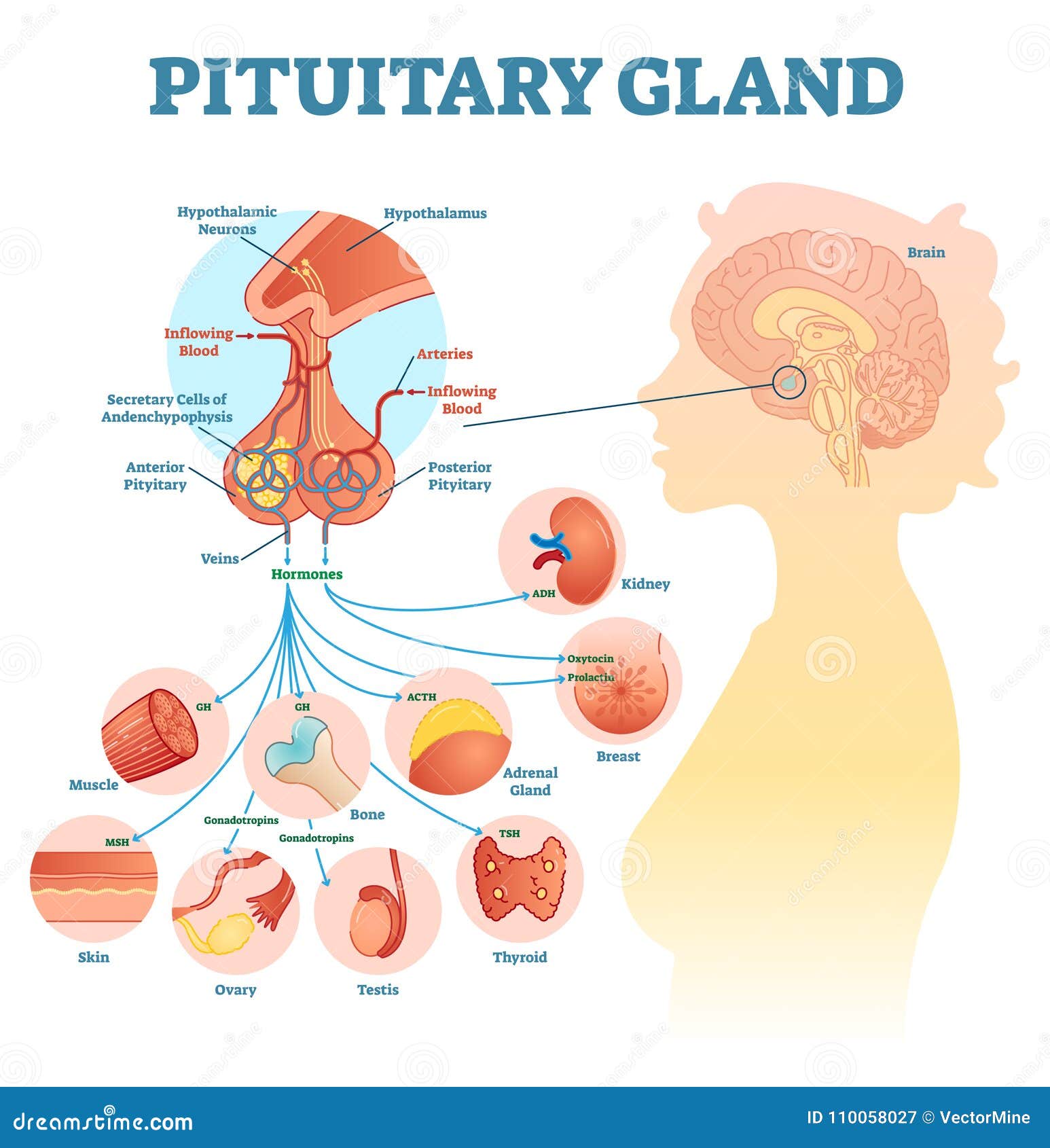 pituitary gland anatomical   diagram, educational medical scheme