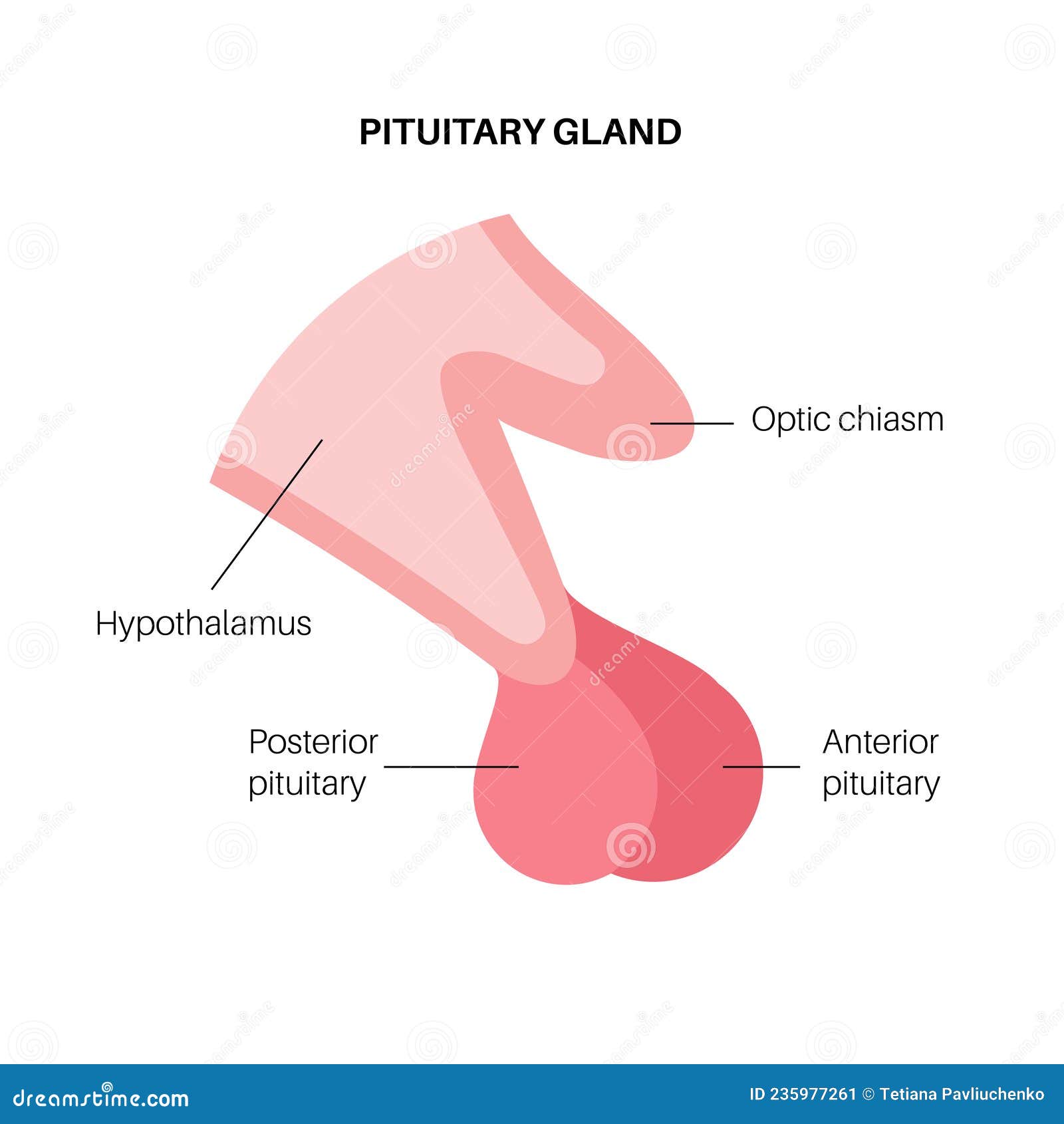 Pituitary Gland Labelled Diagram Biology Diagrams