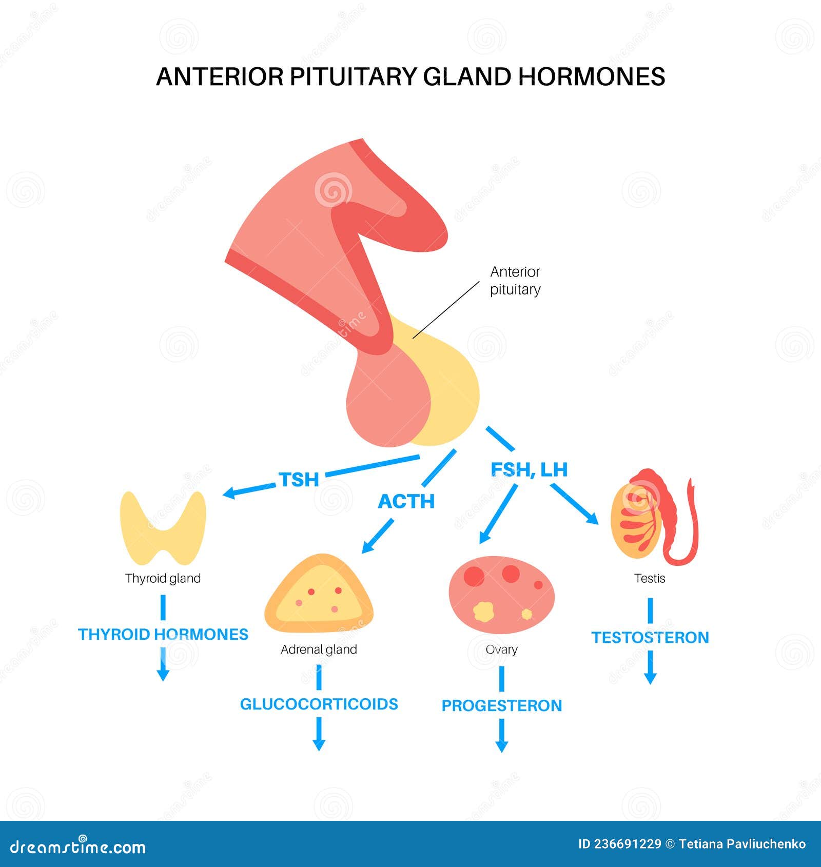 Pituitary Gland Hormones Cartoon Vector Biology Diagrams