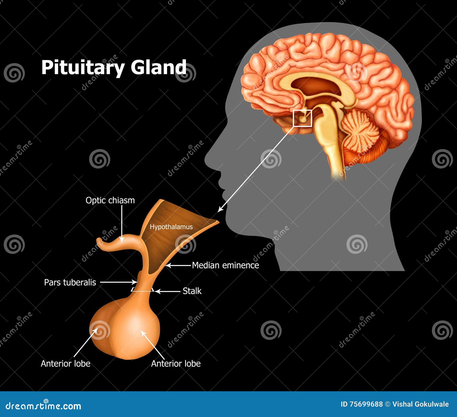 Pituitary Gland Hormones Cartoon Vector Biology Diagrams