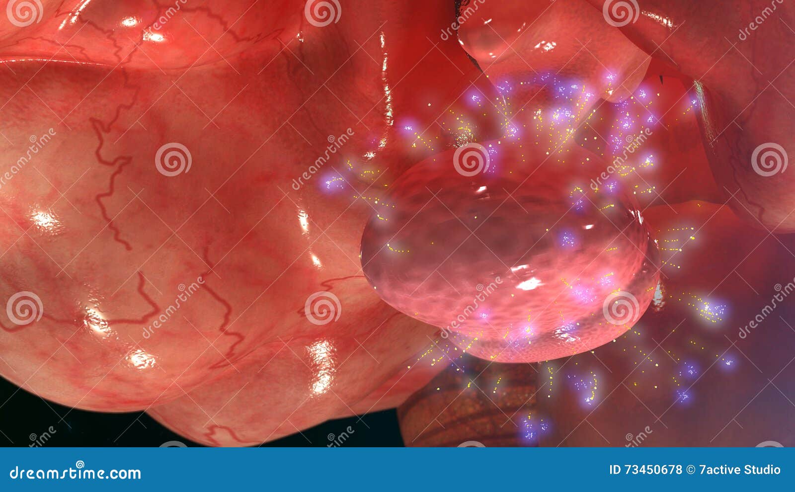 pituitary gland