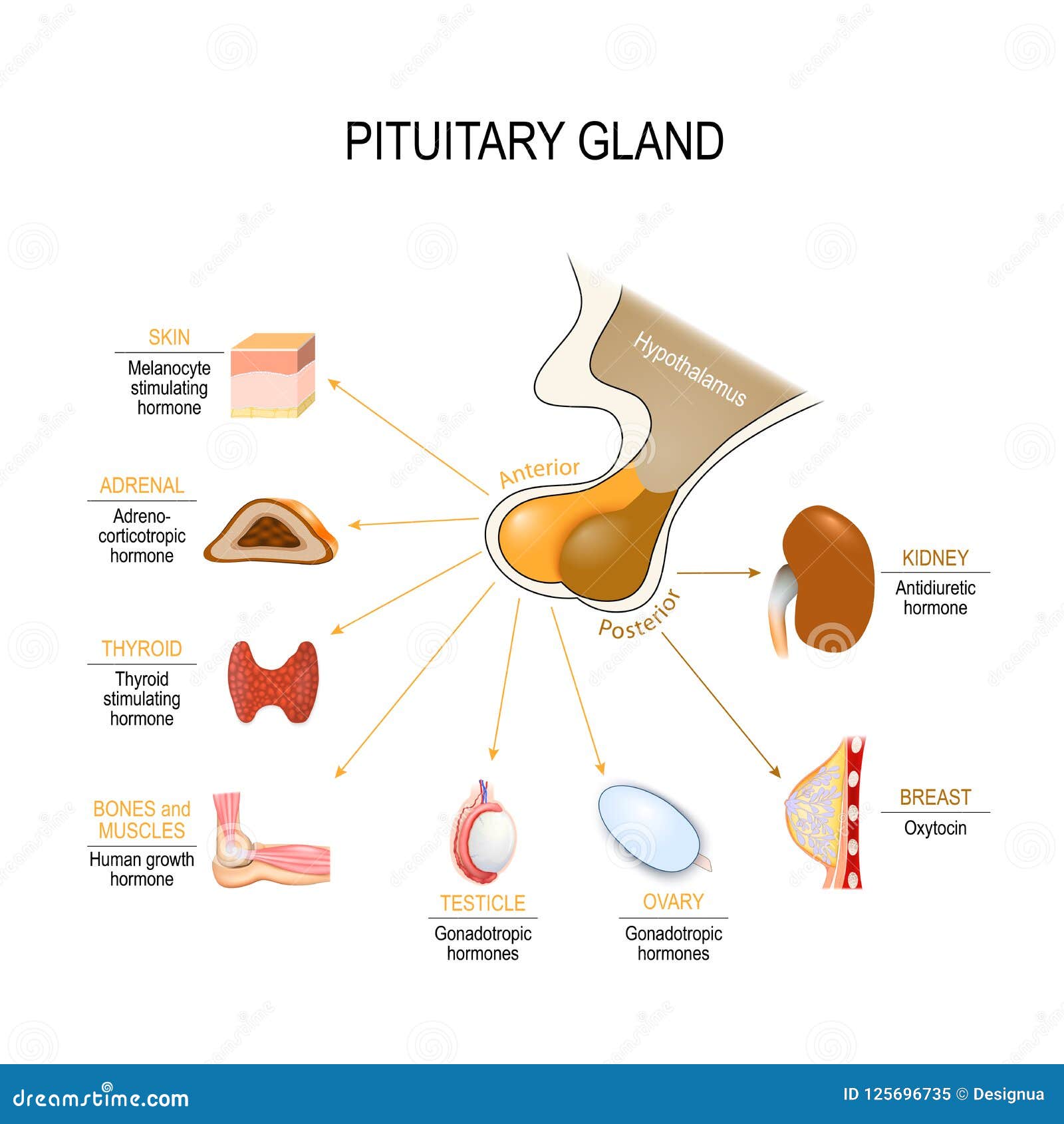 pituitary gland lobes