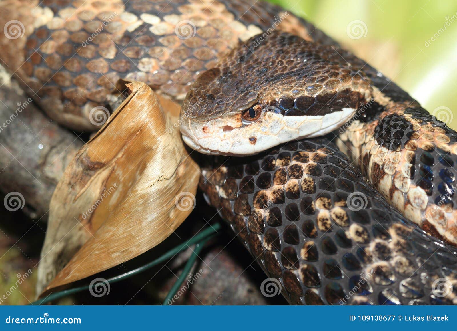 Pitviper Montane De Honduras Imagen de archivo Imagen de honduras
