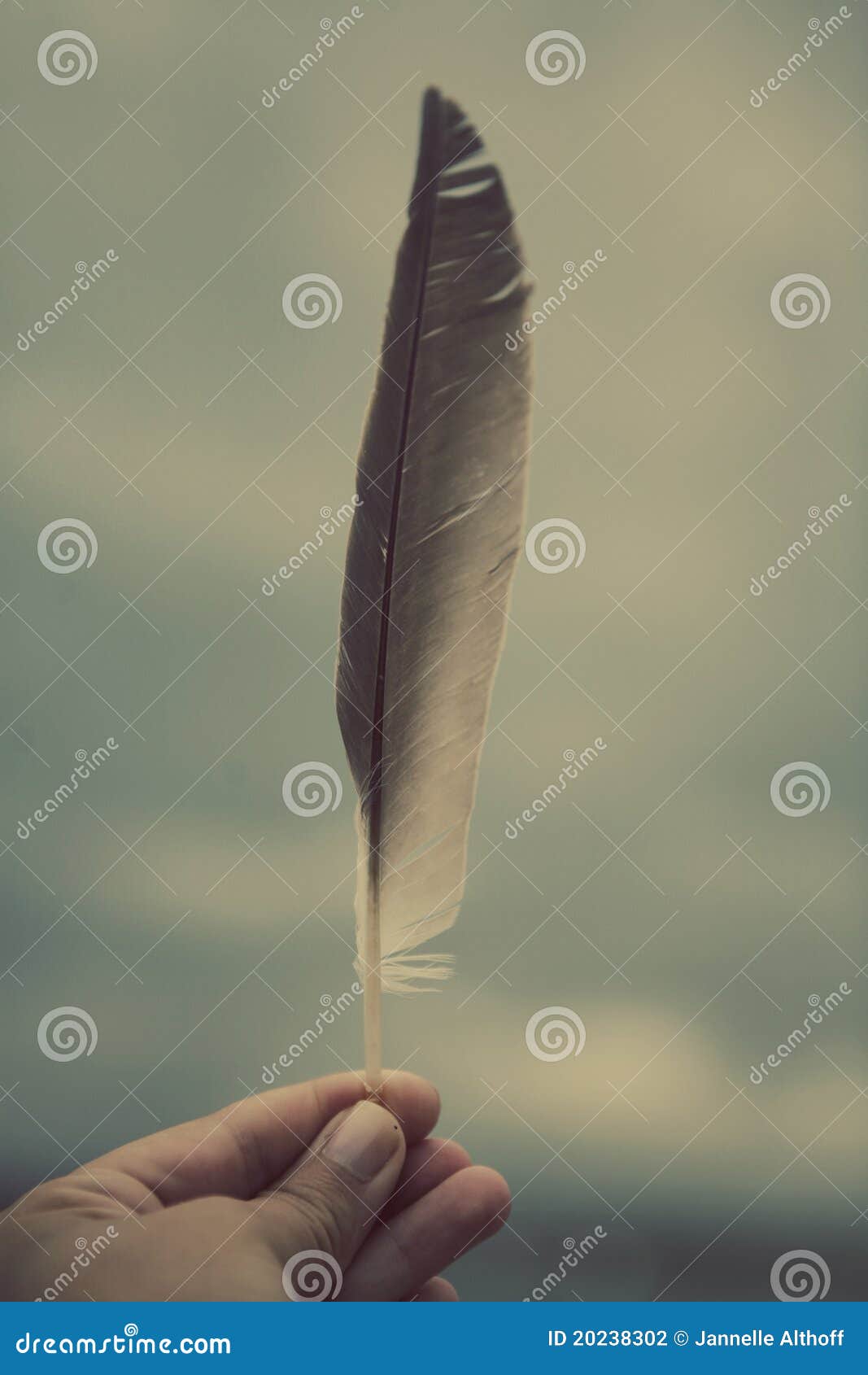 Piuma Della Holding Della Mano Fotografia Stock - Immagine di alto