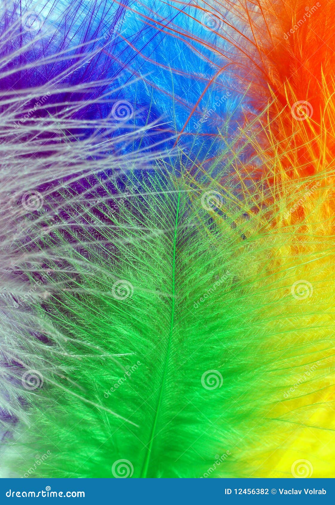 Piume colorate fotografia stock. Immagine di pace, fragile - 12456382