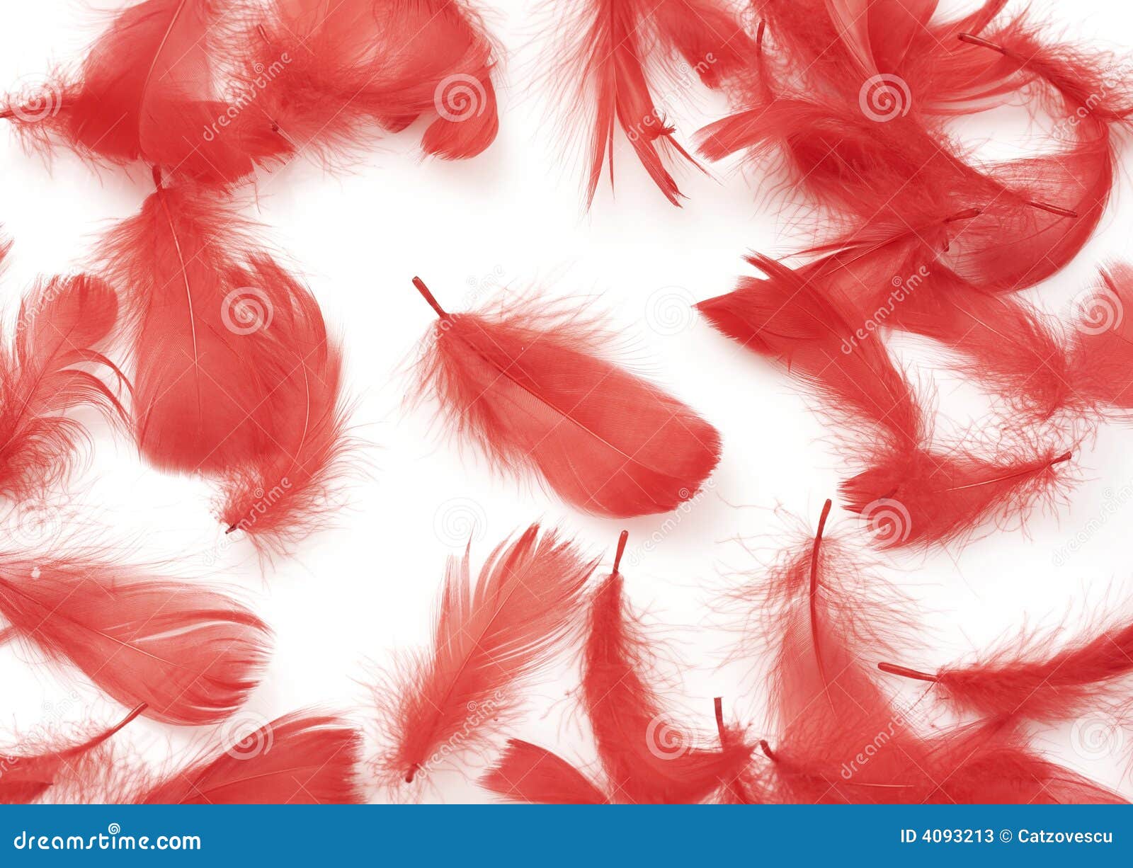 Piume rosse immagine stock. Immagine di weightless, isolato - 4093213