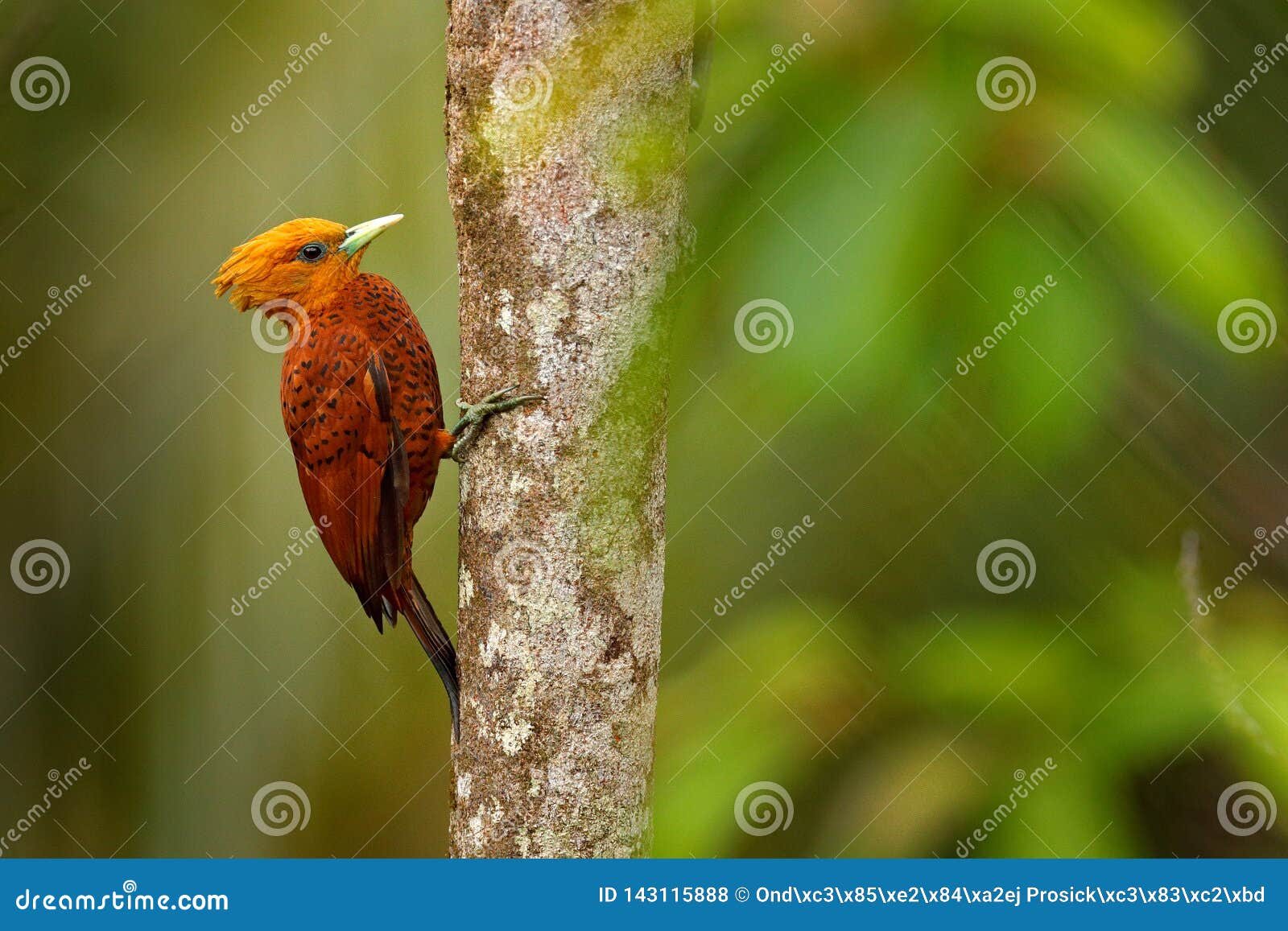 Pivert De Couleur Châtaigne Castaneus De Celeus Oiseau De