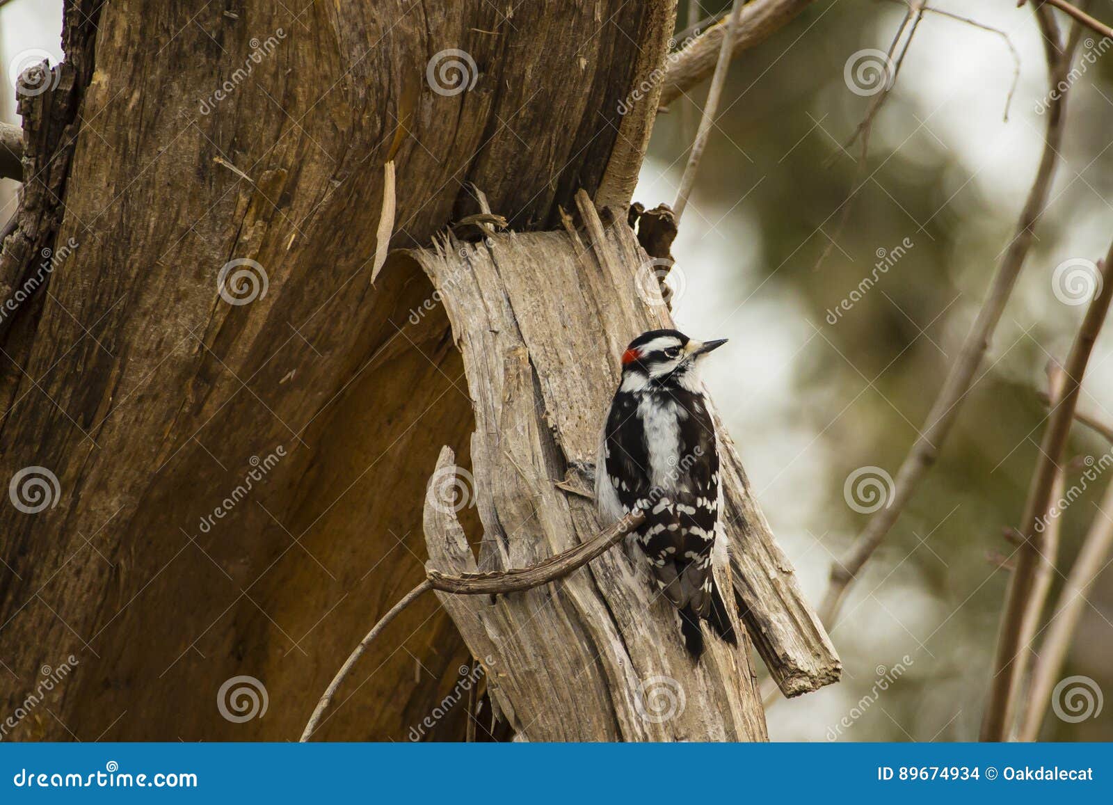 Pivert Duveteux Mâle Photo Stock Image Du Plumage Trunk