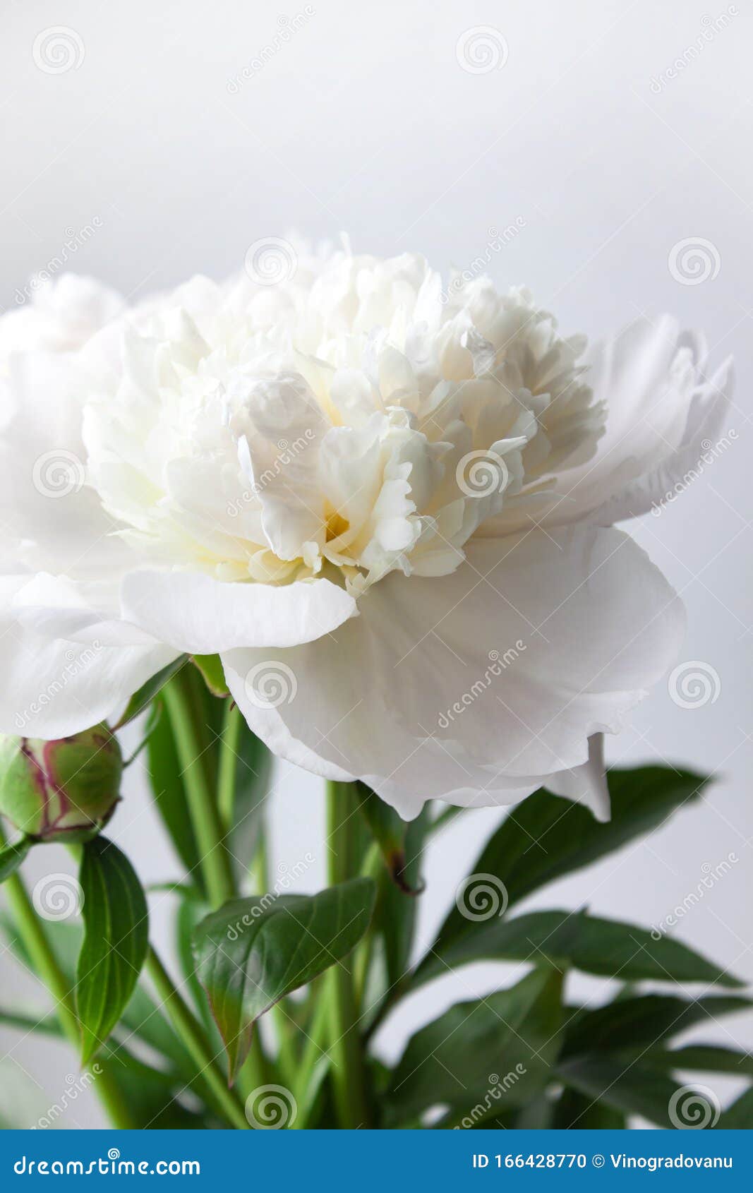 Pivoine à Fleurs Blanche Sur Fond Gris Clair Photo stock - Image du  postcard, couleur: 166428770