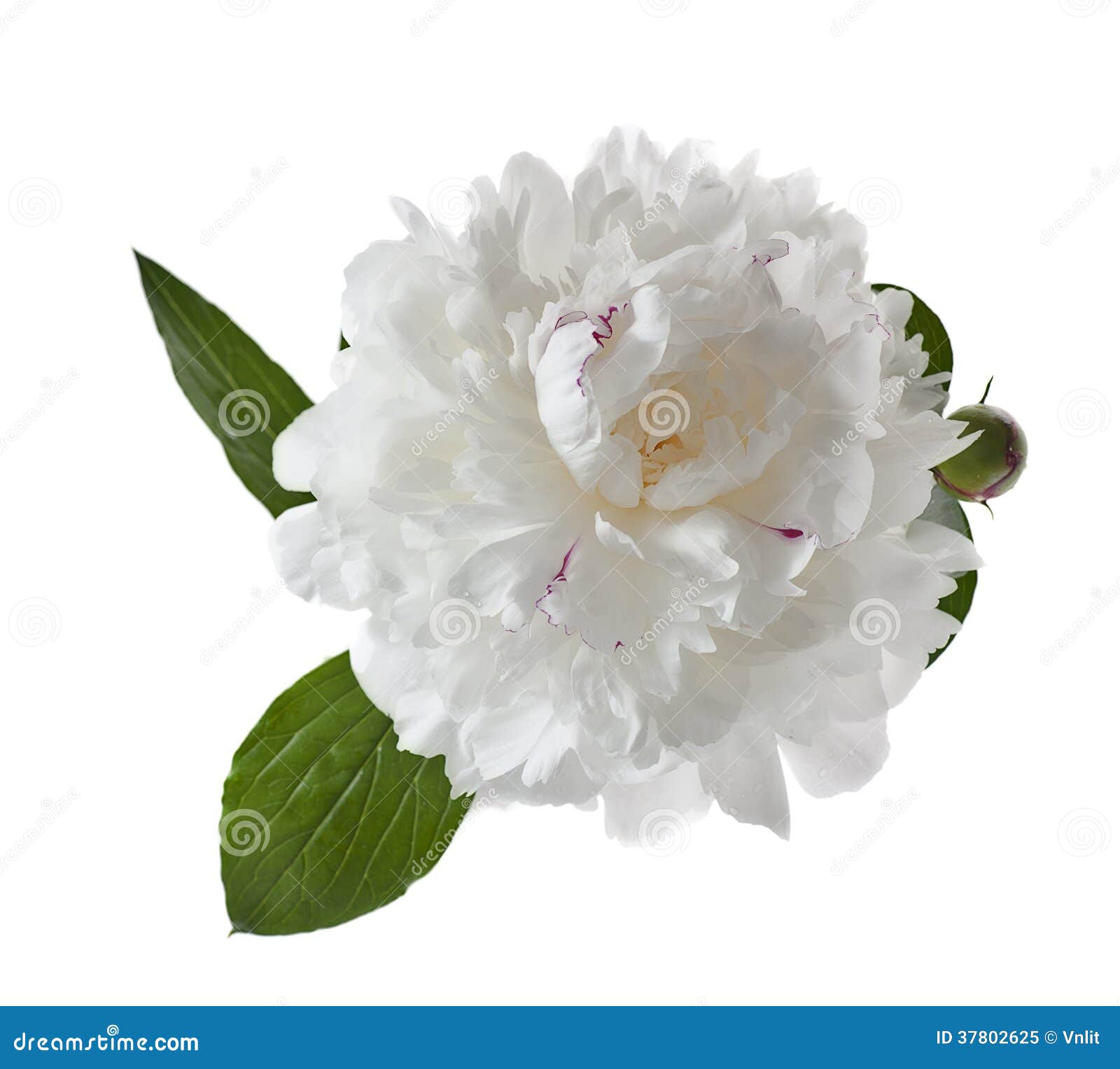 Pivoine blanche image stock. Image du jardin, abondant - 37802625